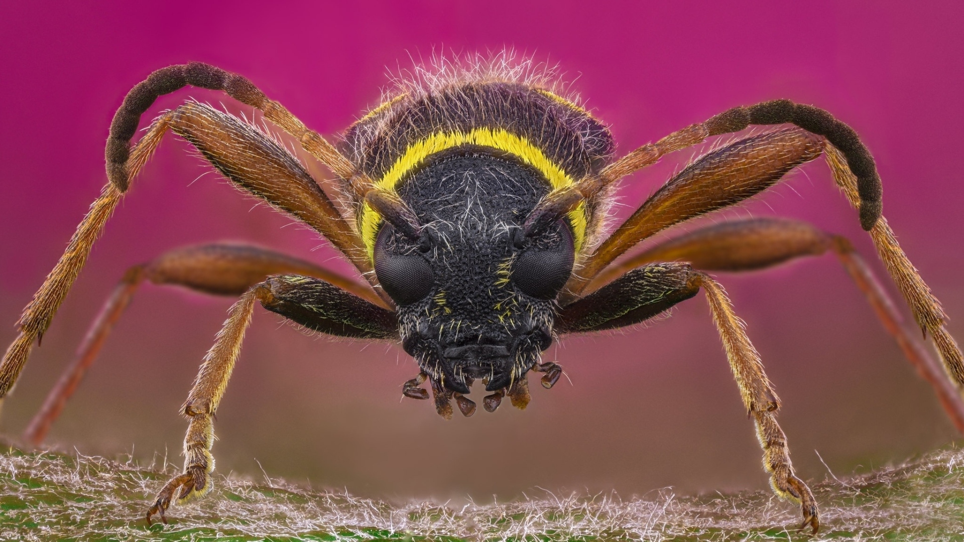 Макросъемка осы на розовом фоне