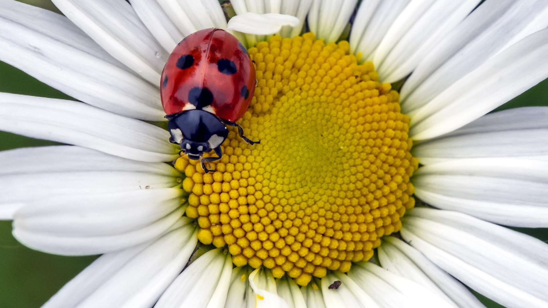 Красная божья коровка на белом цветке ромашки
