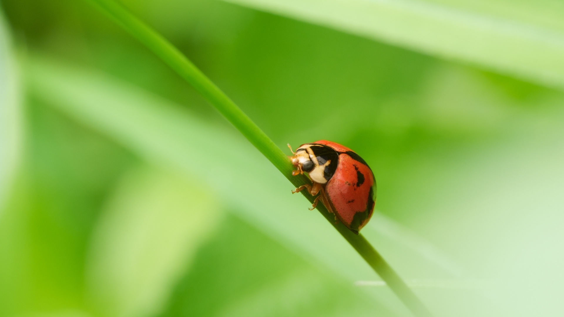 Красная божья коровка на зеленой траве
