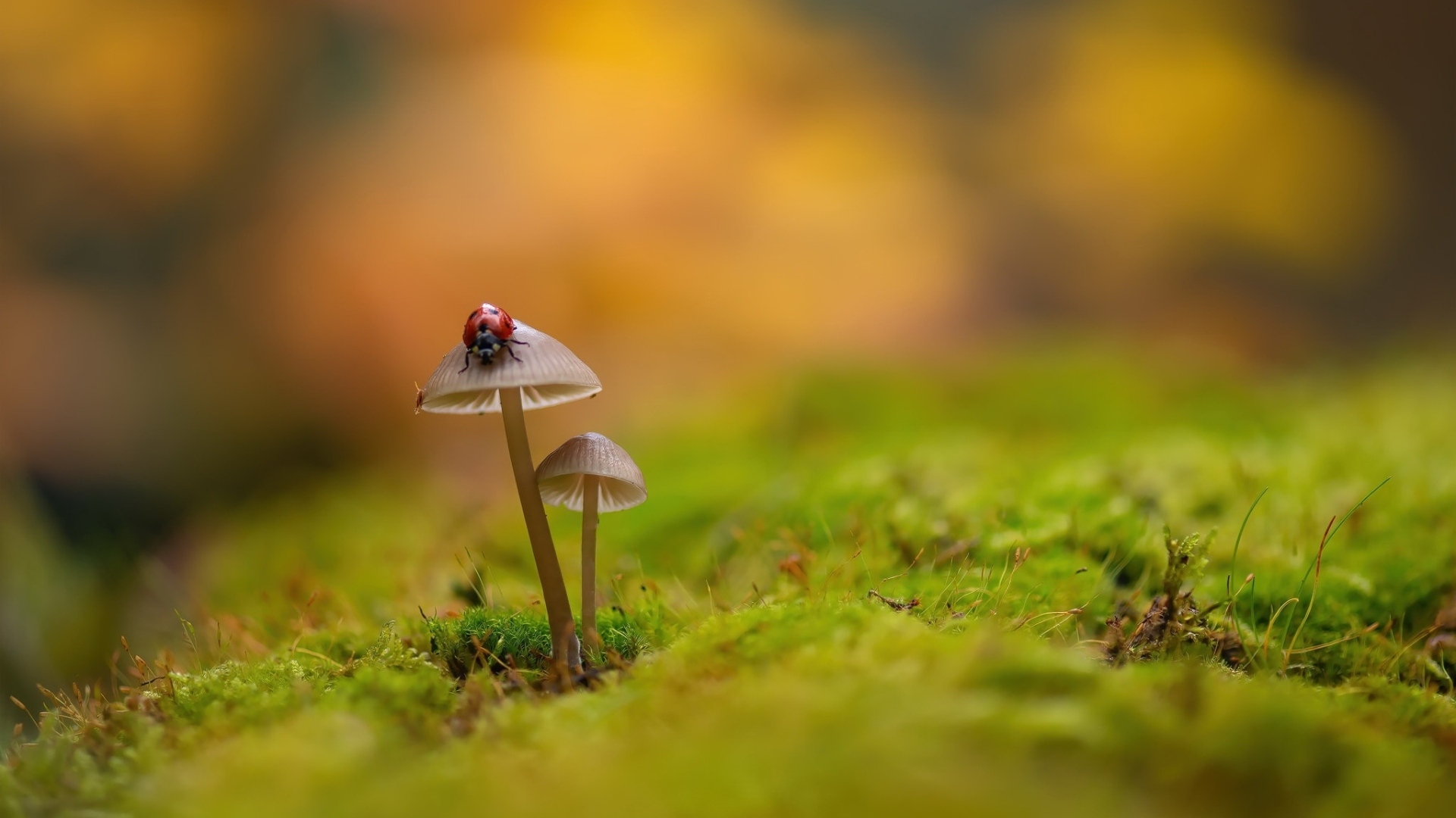 Красная маленькая божья коровка сидит на грибе