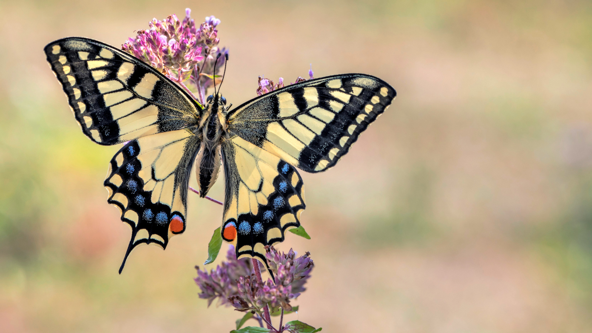 Бабочка махаон сидит на розовом цветке 