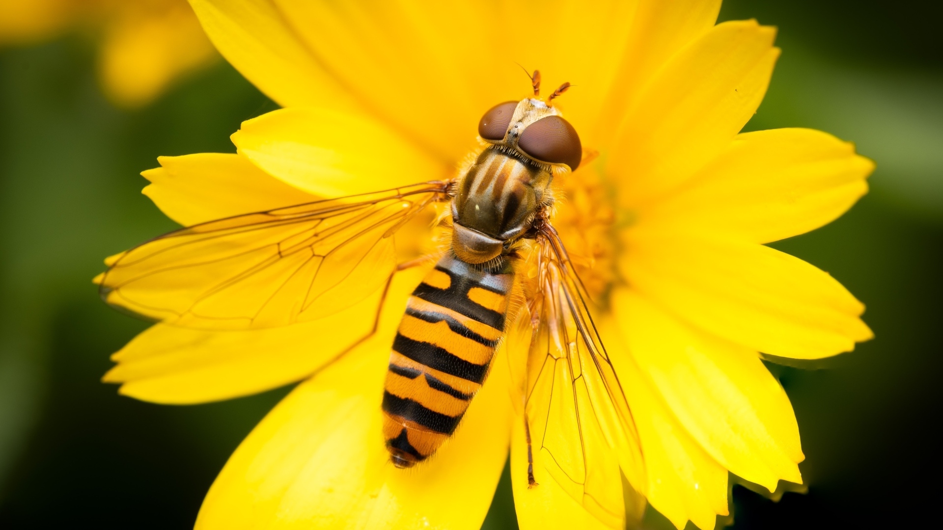Жужжалка сидит на желтом цветке