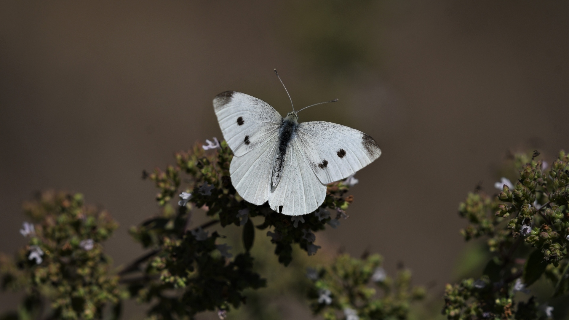 Белая бабочка капустница сидит на растении