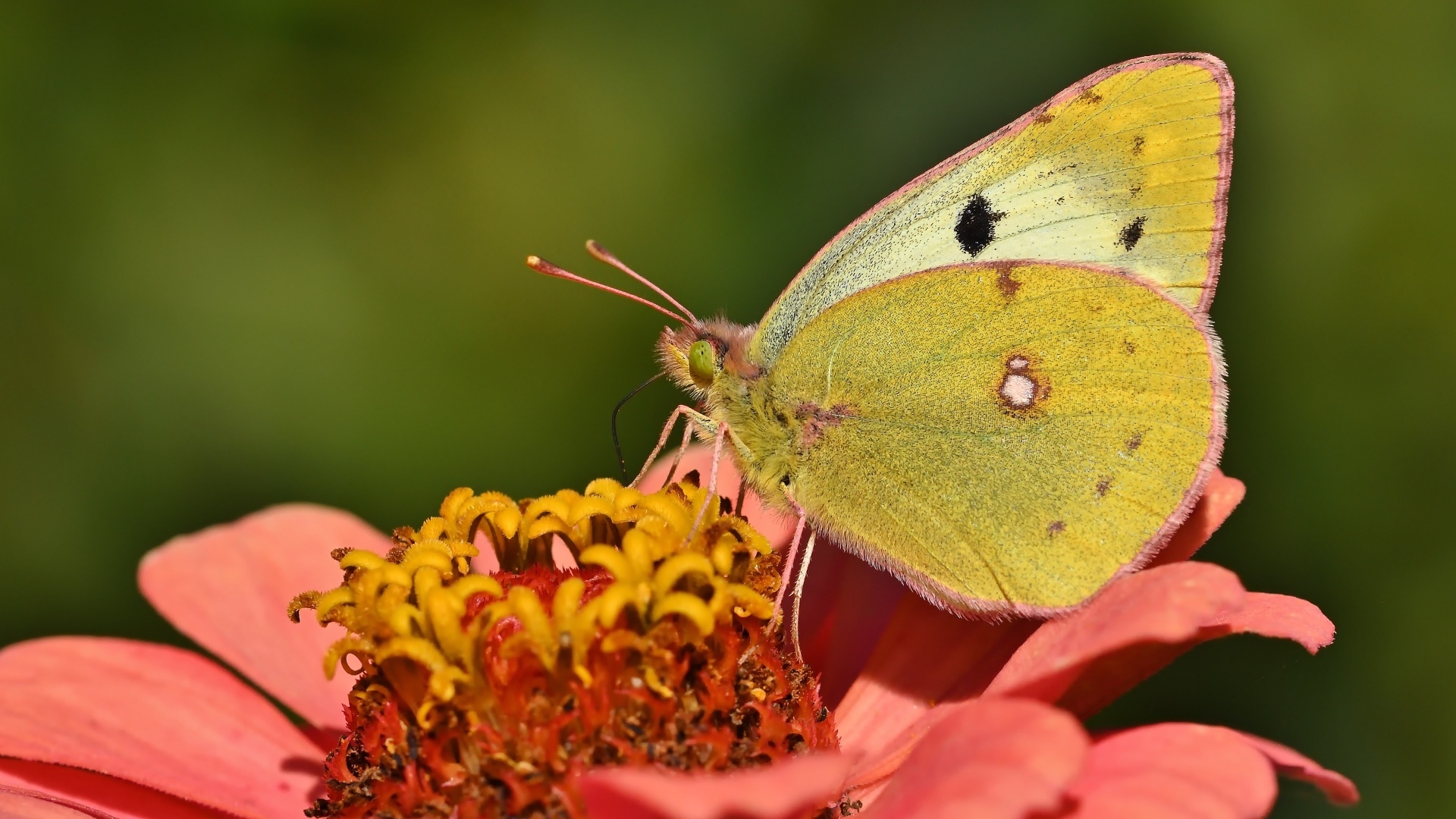 Желтая бабочка сидит на розовом цветке циннии 