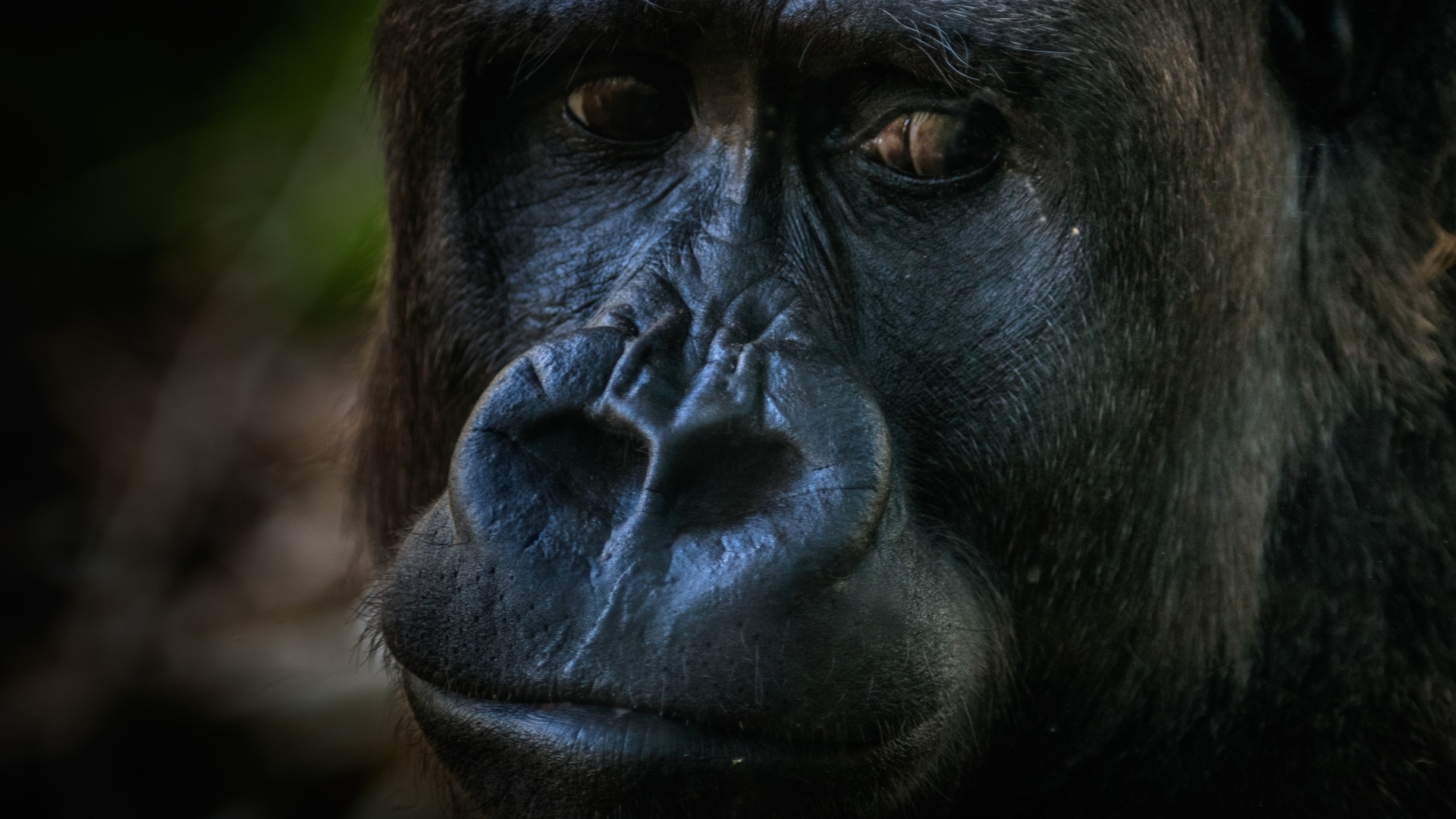 Большая грустная черная горилла