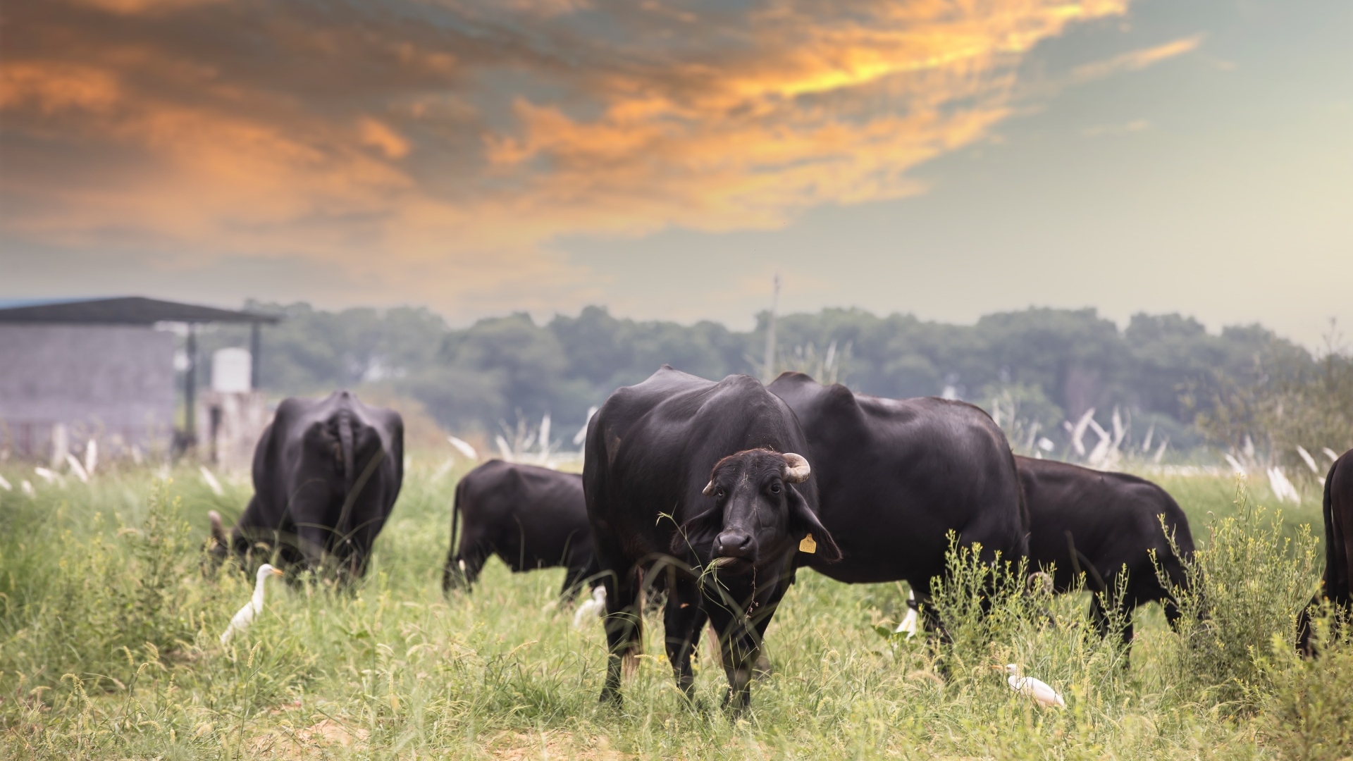 Большие черные быки на фоне неба