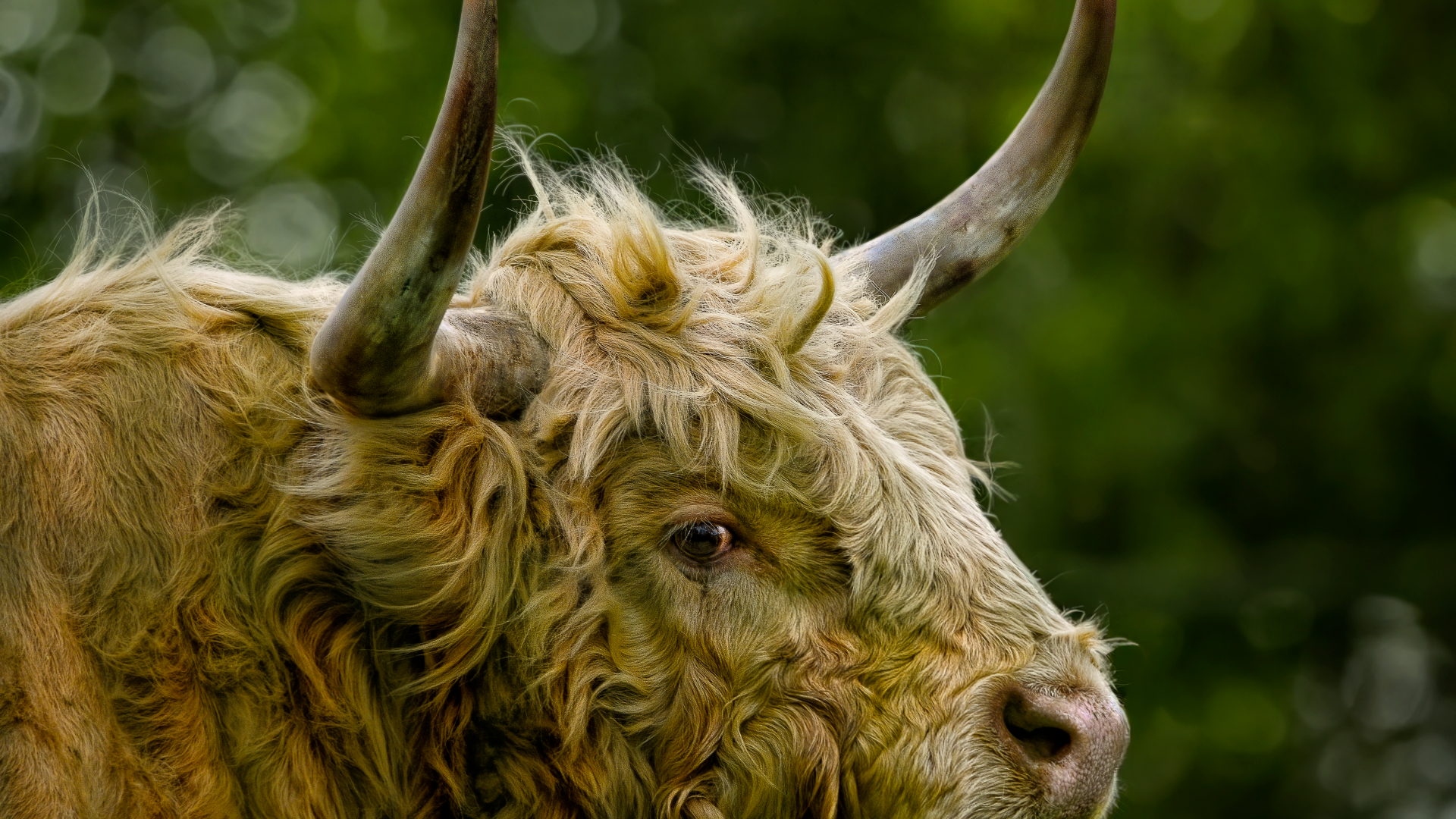 Большой лохматый бык с большими рогами