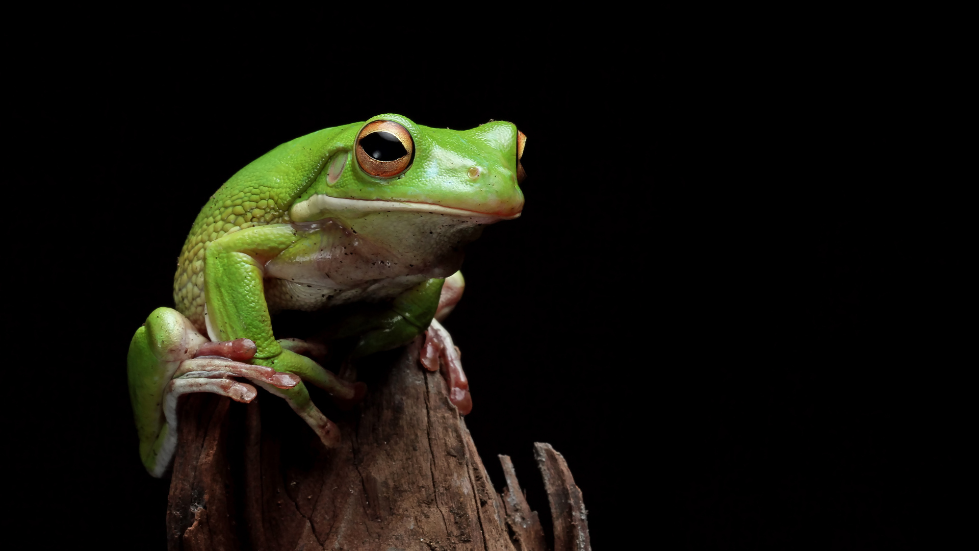 Зеленая лягушка сидит на сухой ветке 