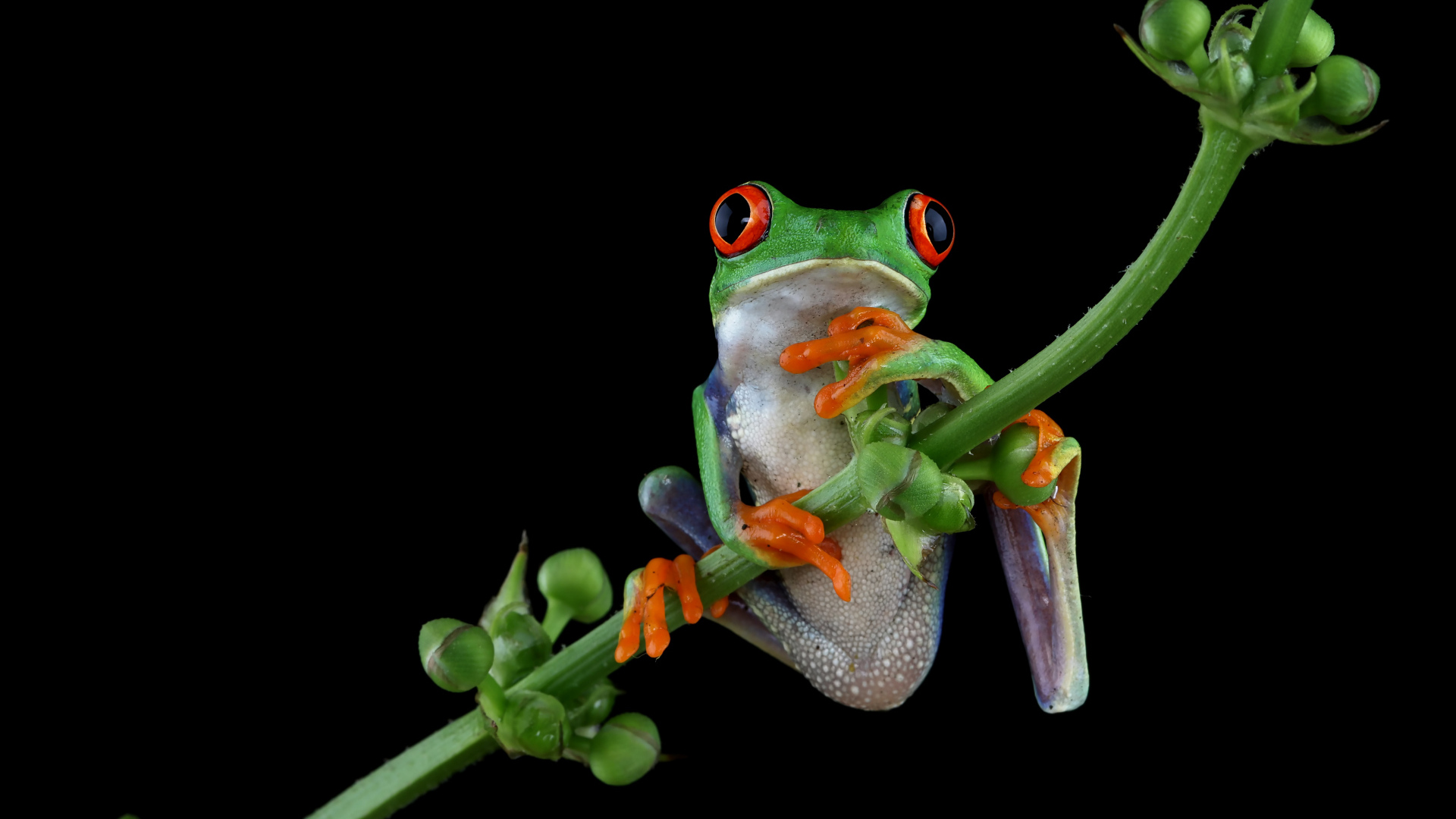 Зеленая лягушка с красными глазами висит на ветке