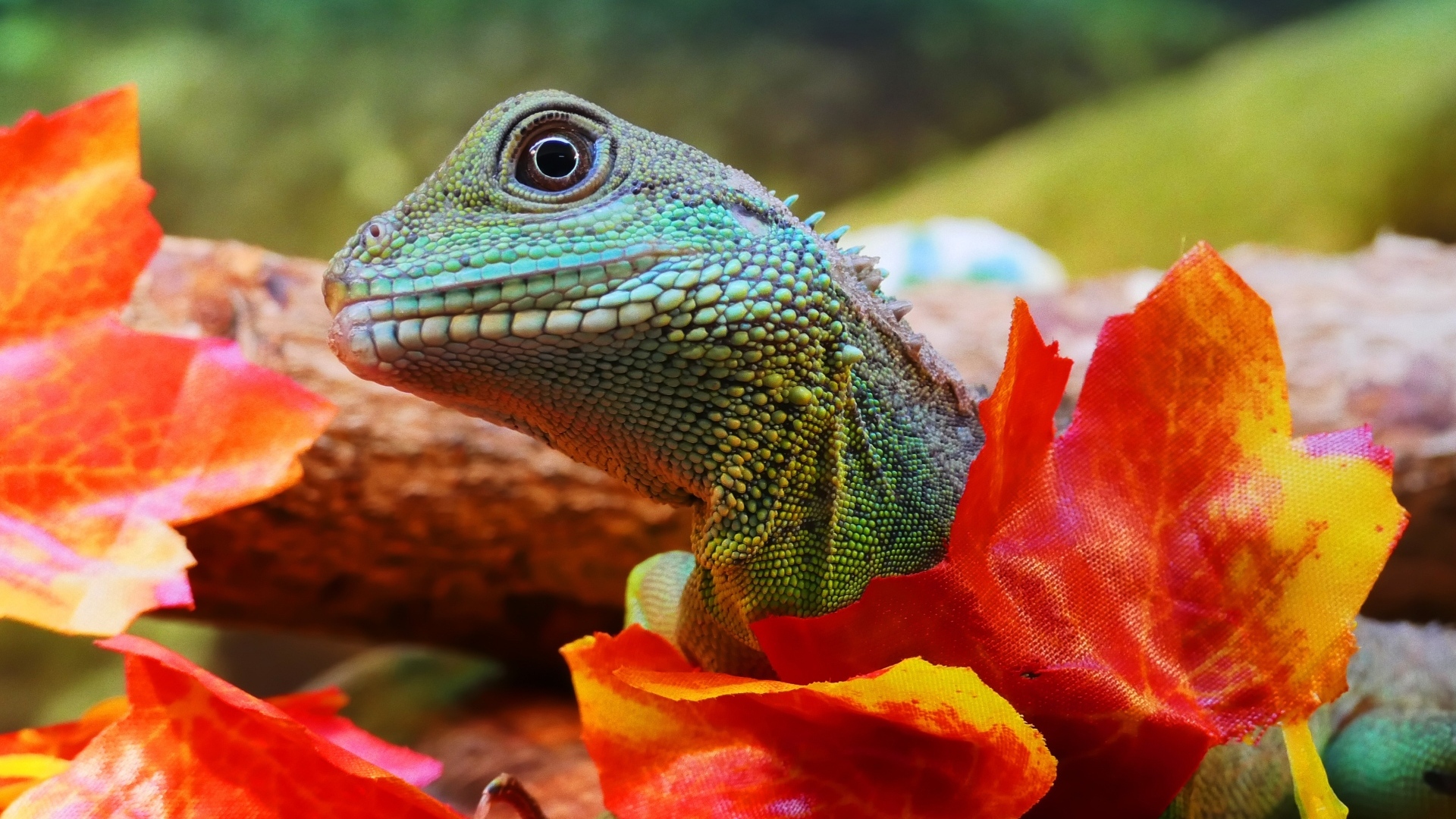 Зеленая ящерица в оранжевых листьях
