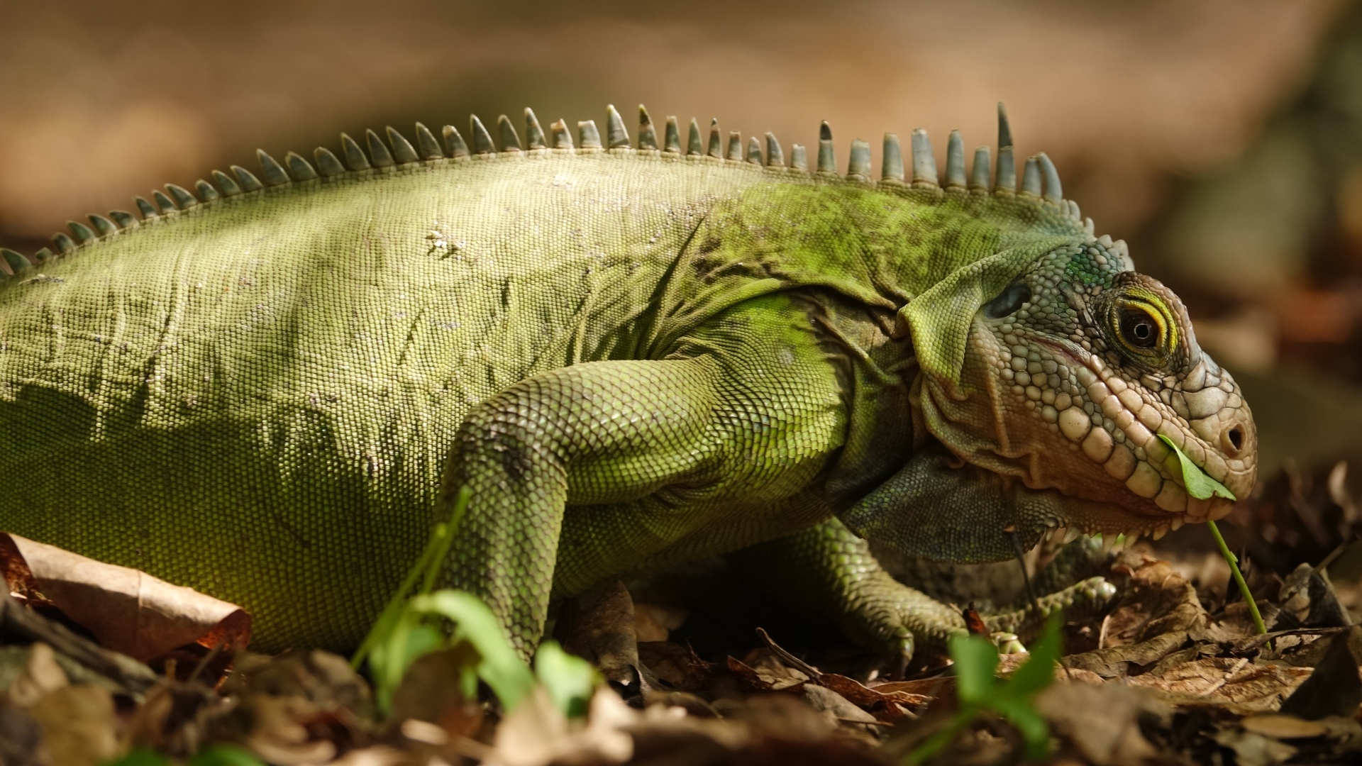 Большая зеленая игуана на сухой листве