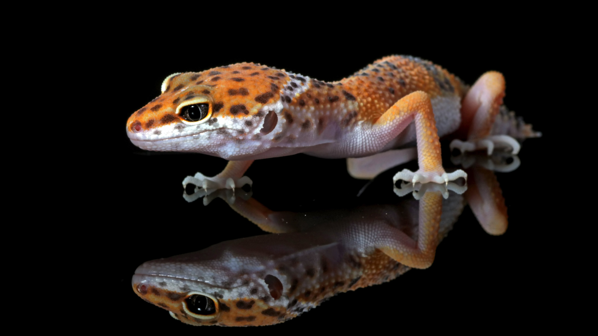 Леопардовый геккон крупным планом в отражении на черном фоне
