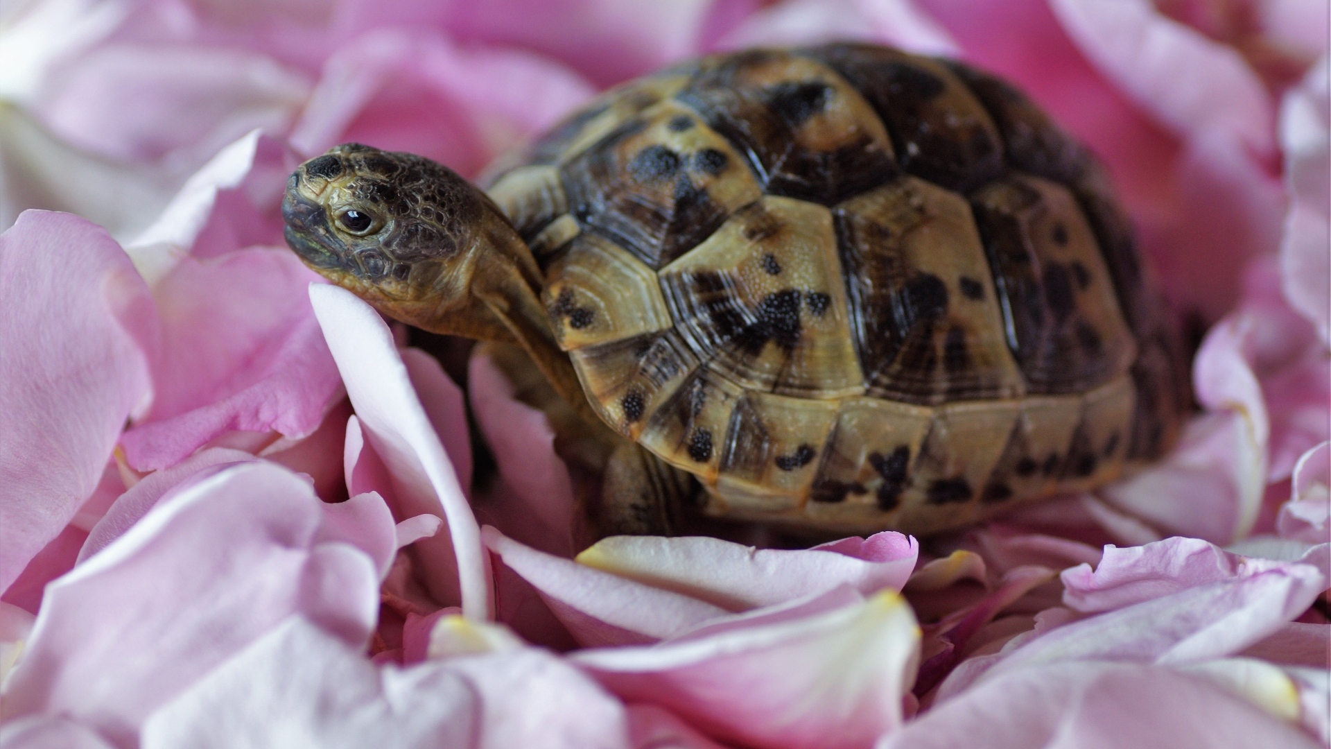 Черепаха с розовыми лепестками розы