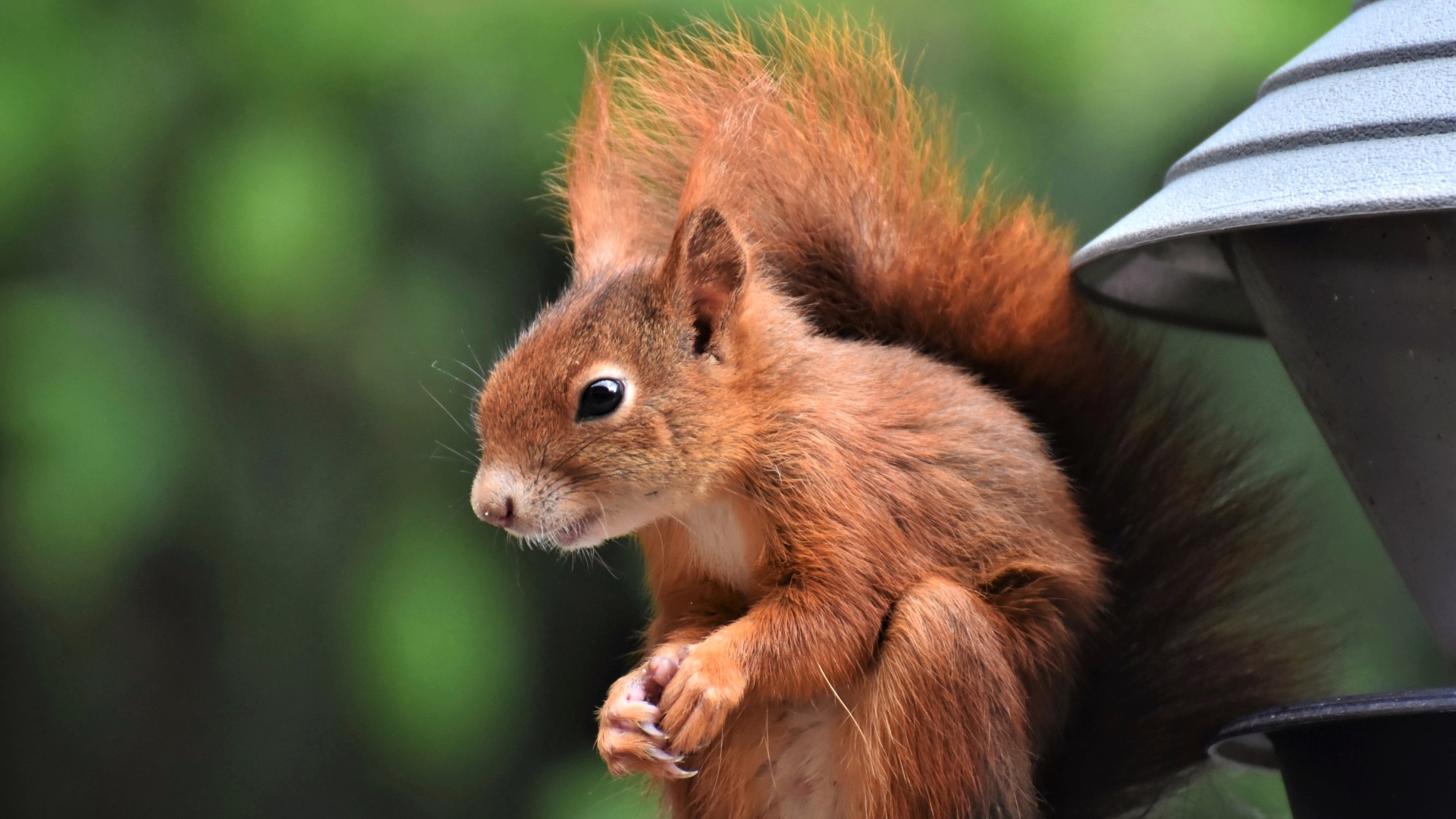 Рыжая белка с пушистым хвостом у кормушки