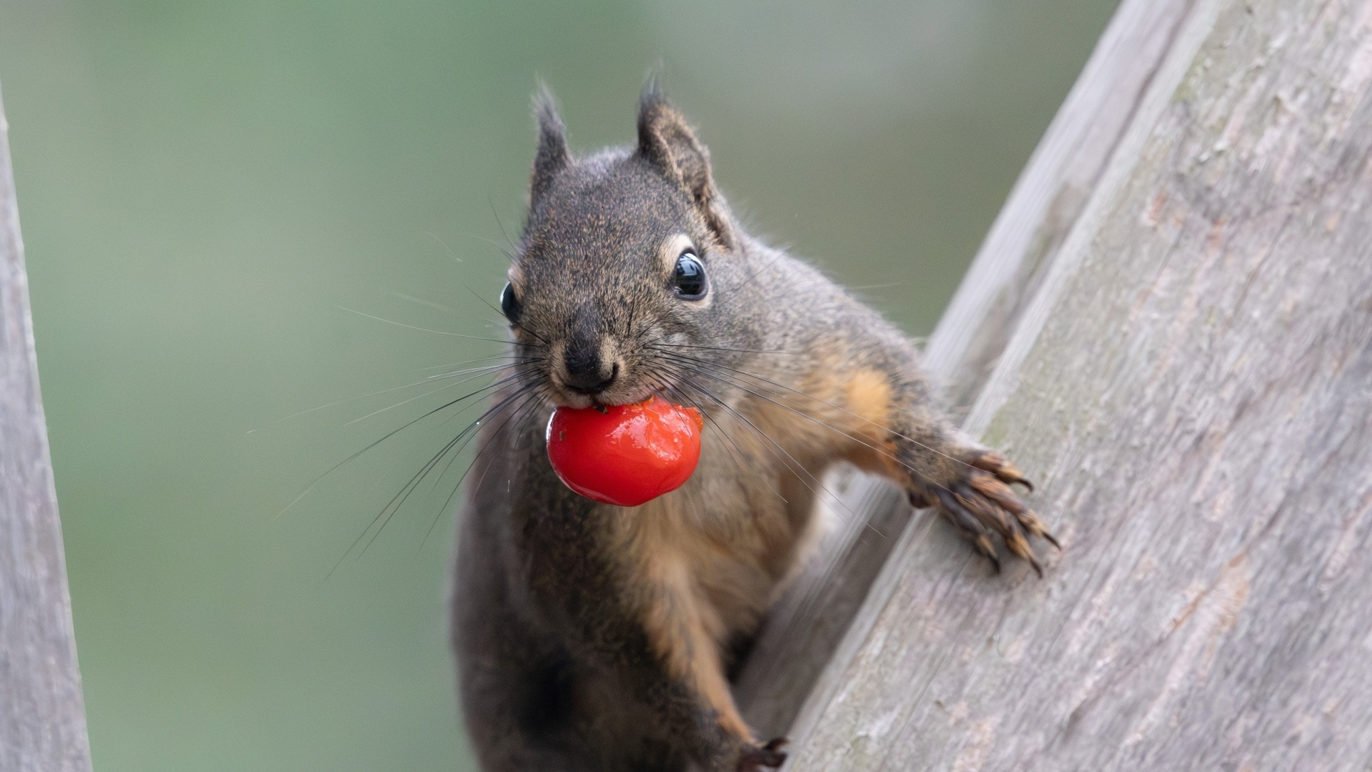 Белка с красной ягодой в зубах