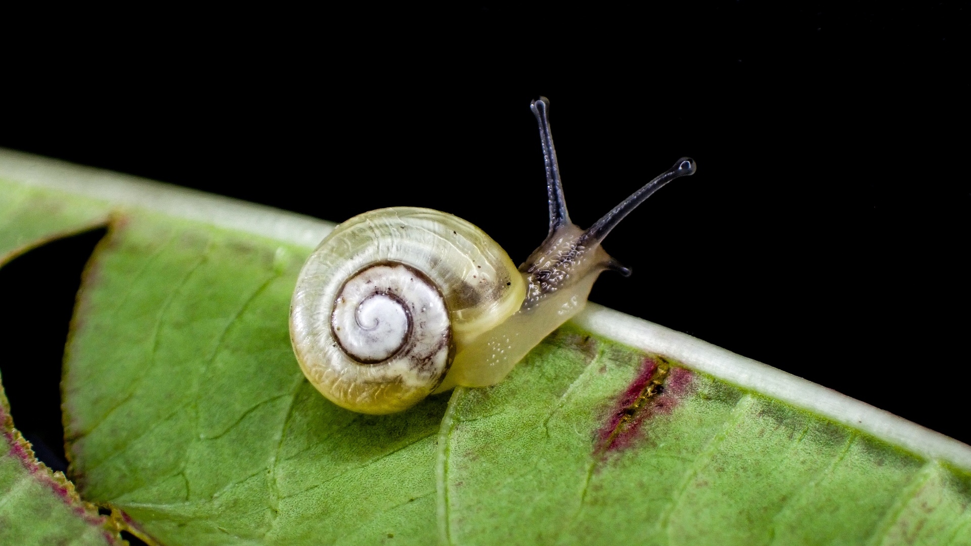 Маленькая улитка сидит на зеленом листке