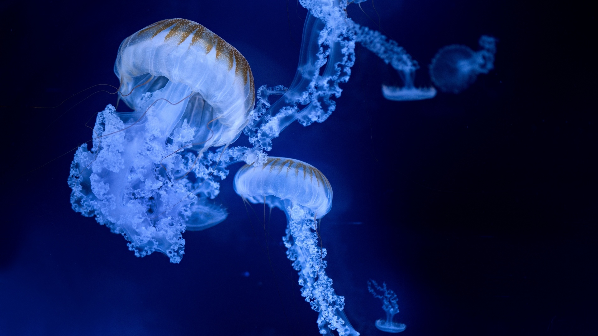 Голубые медузы на синем фоне