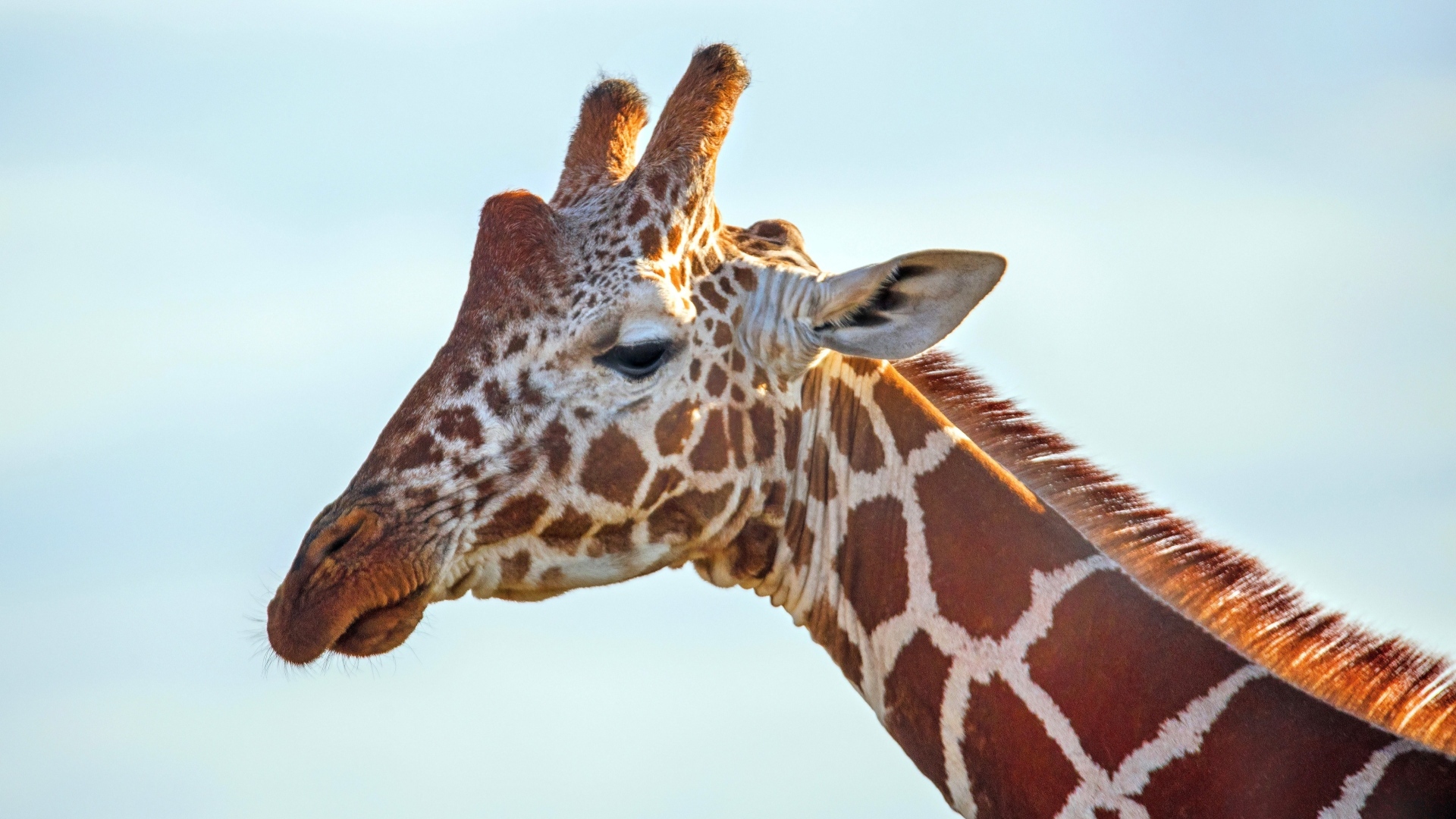 Жираф на фоне голубого неба крупным планом