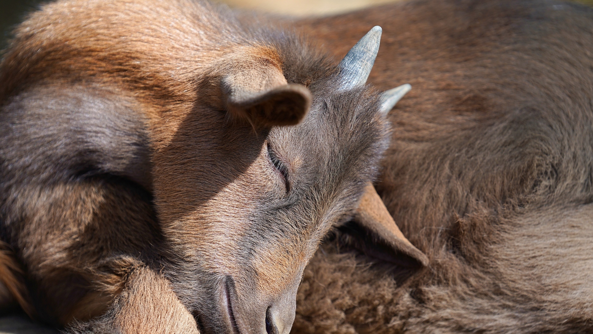 Маленький коричневый спящий козленок
