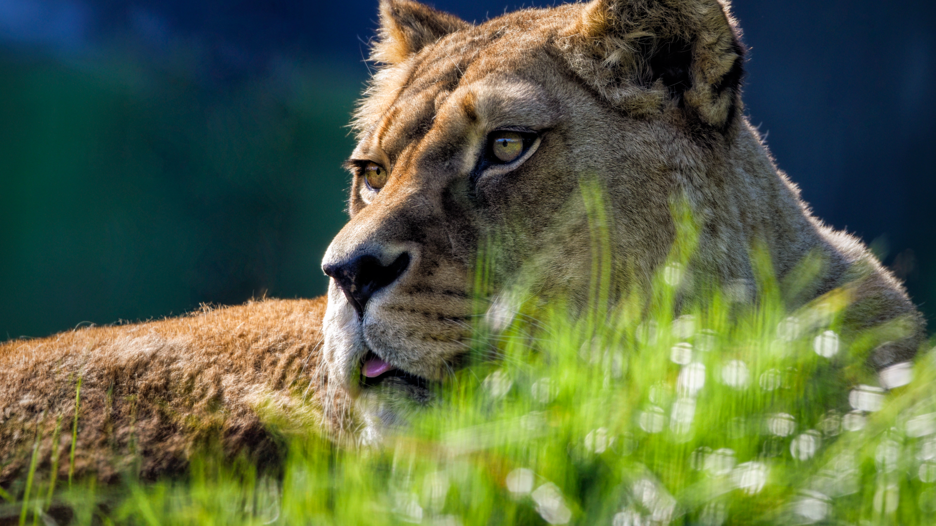 Большая львица лежит в зеленой  траве