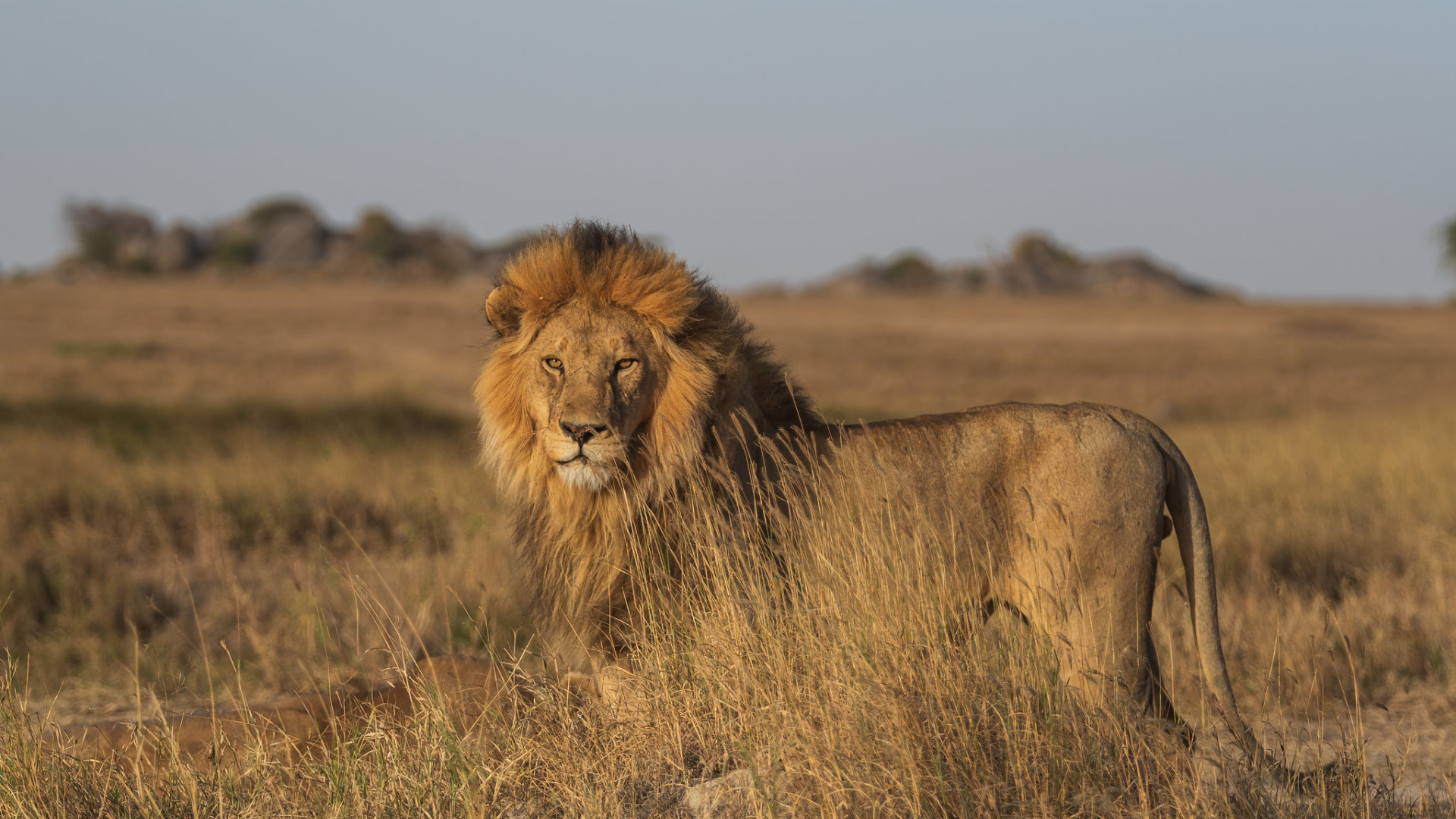 Большой лев в саванне в лучах солнца