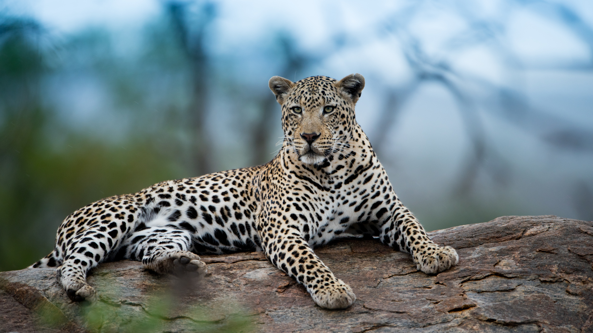 Большой африканский леопард лежит на дереве