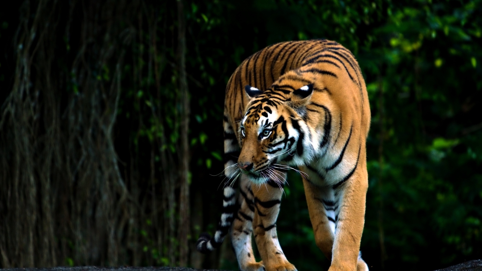 Полосатый бенгальский тигр в зоопарке