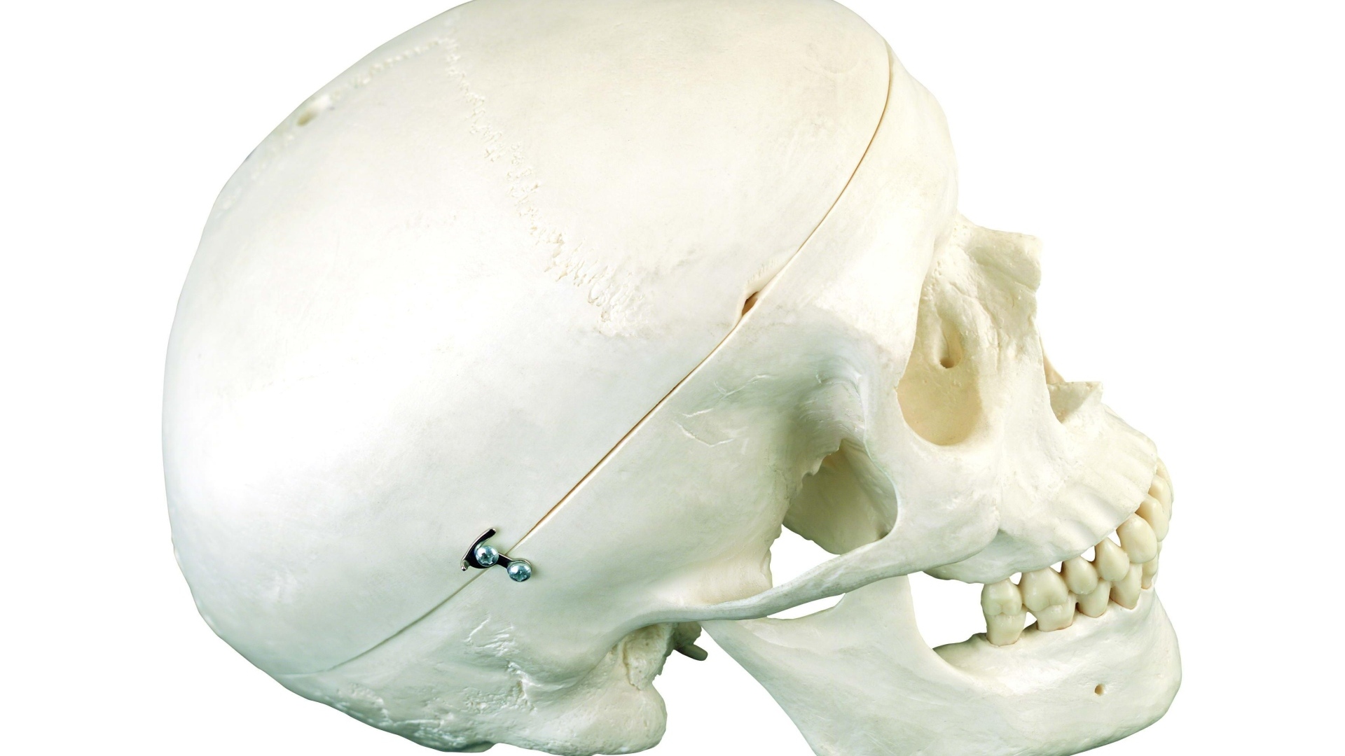 Шкатулка из черепа человека на белом фоне