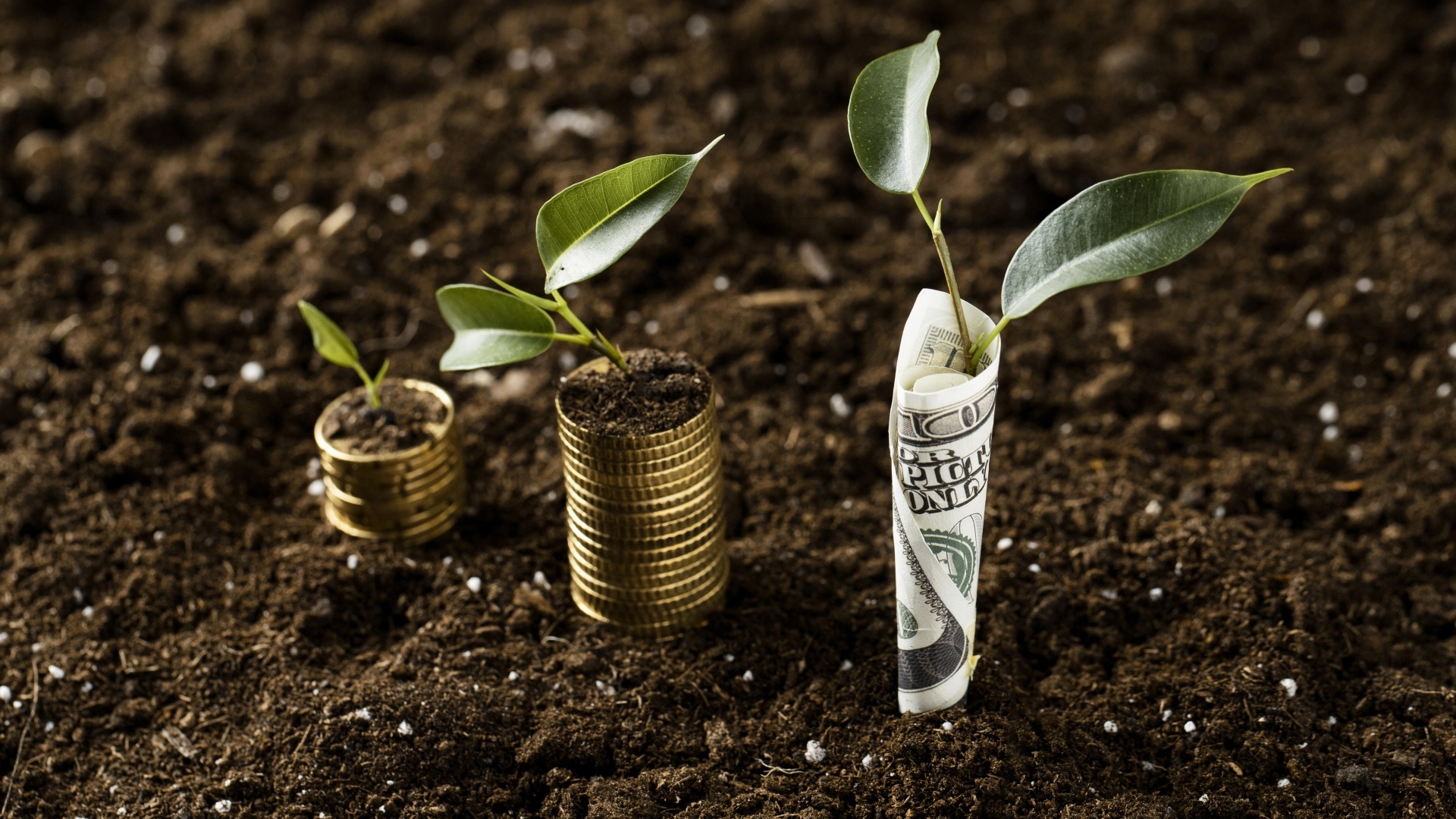 Ростки прорастают с денег на земле