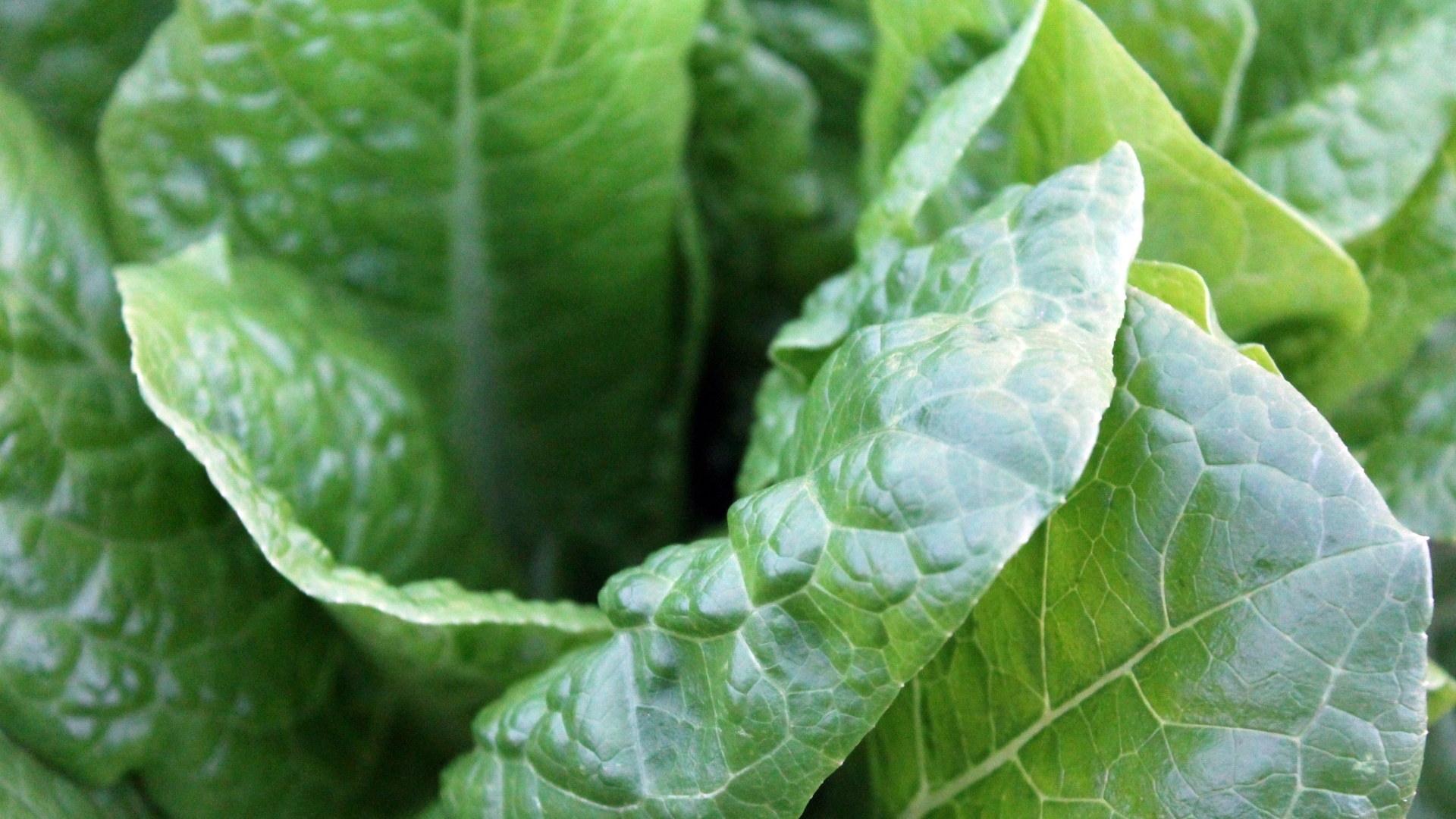 Зеленые листья растения крупным планом