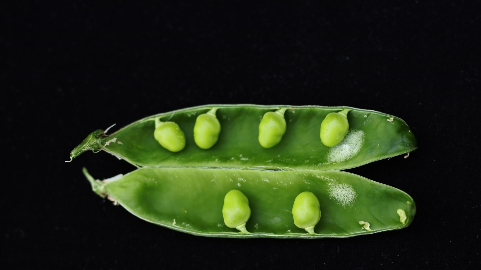 Зеленый горох на черном фоне