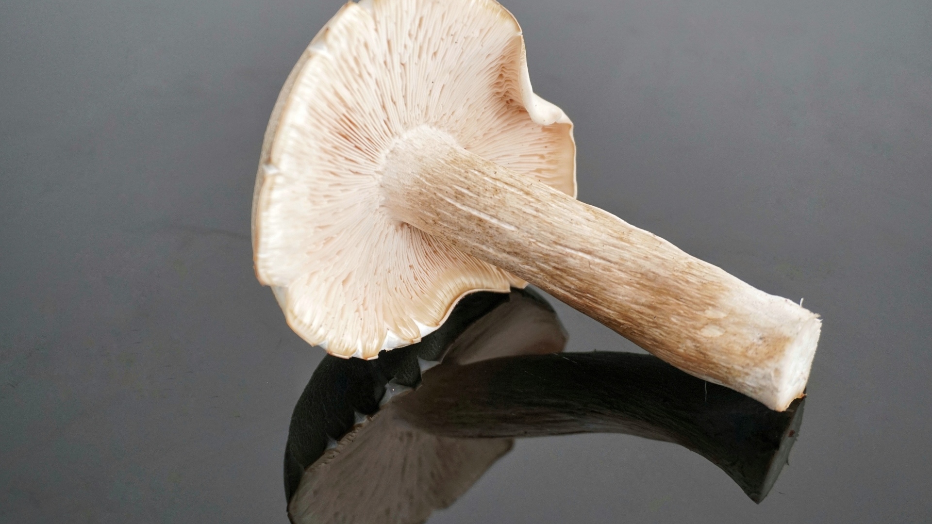 Большой лесной гриб на сером столе