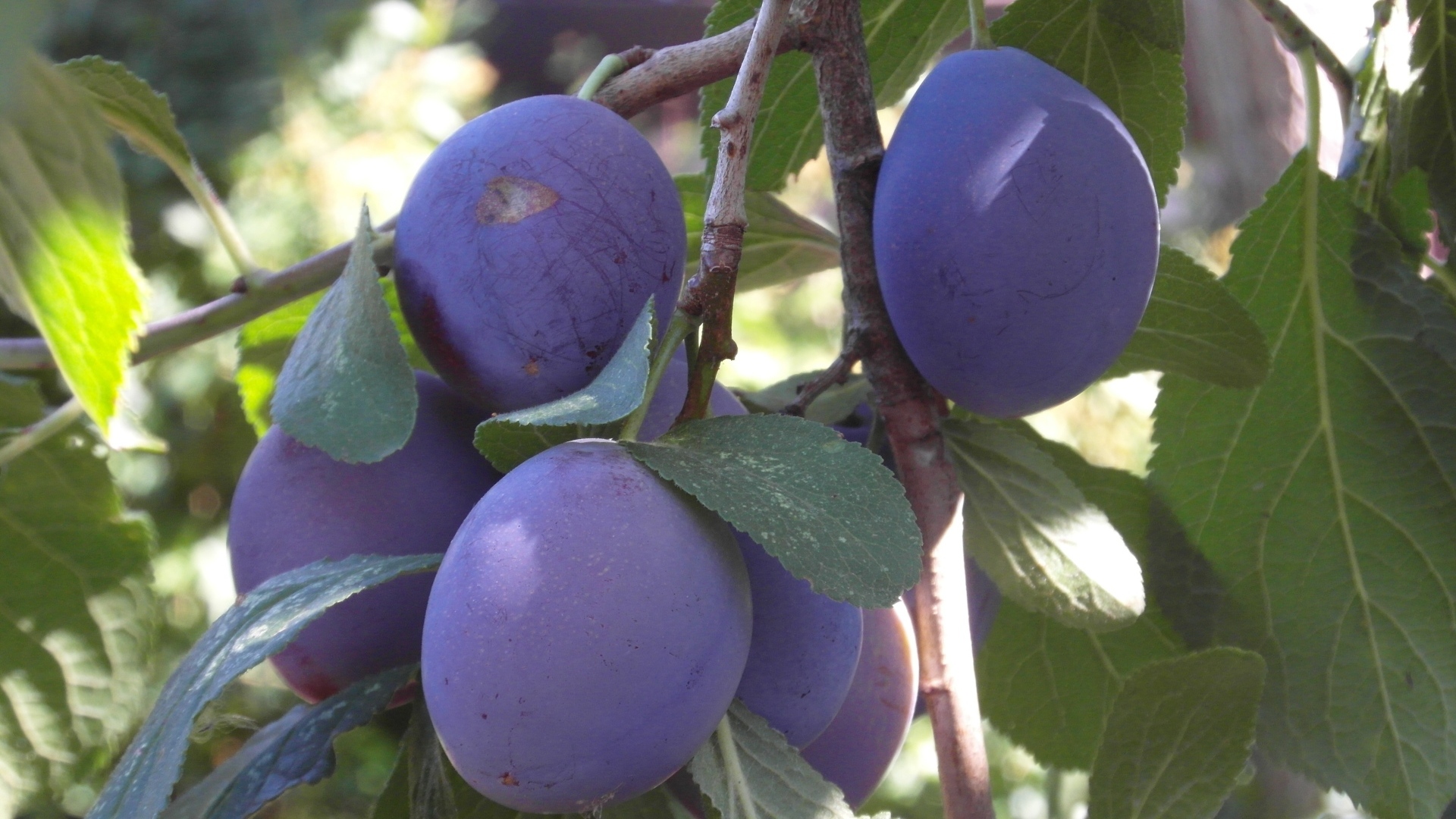 Большие синие сливы на ветках дерева