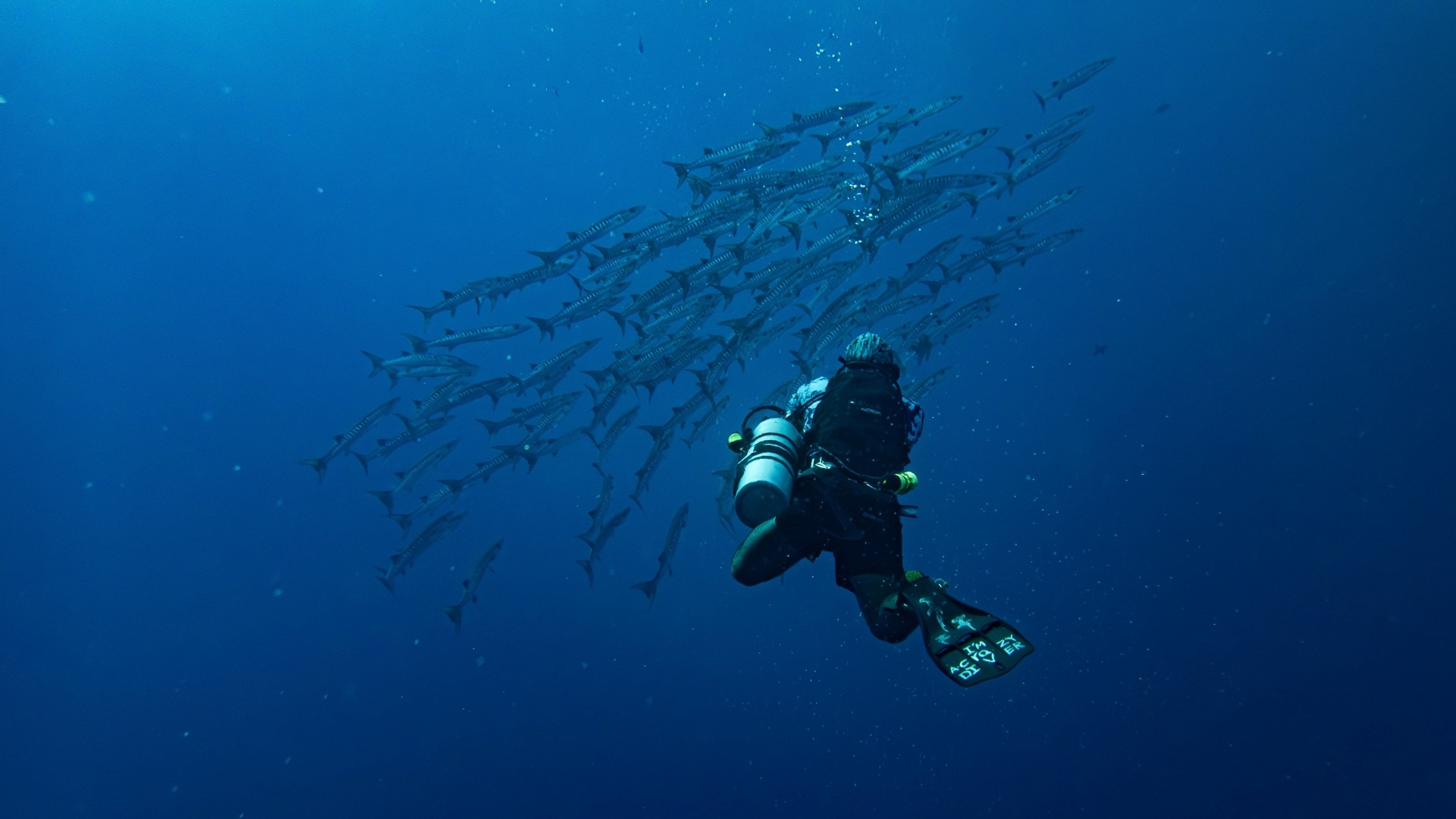 Дайвер плавает под водой с рыбами