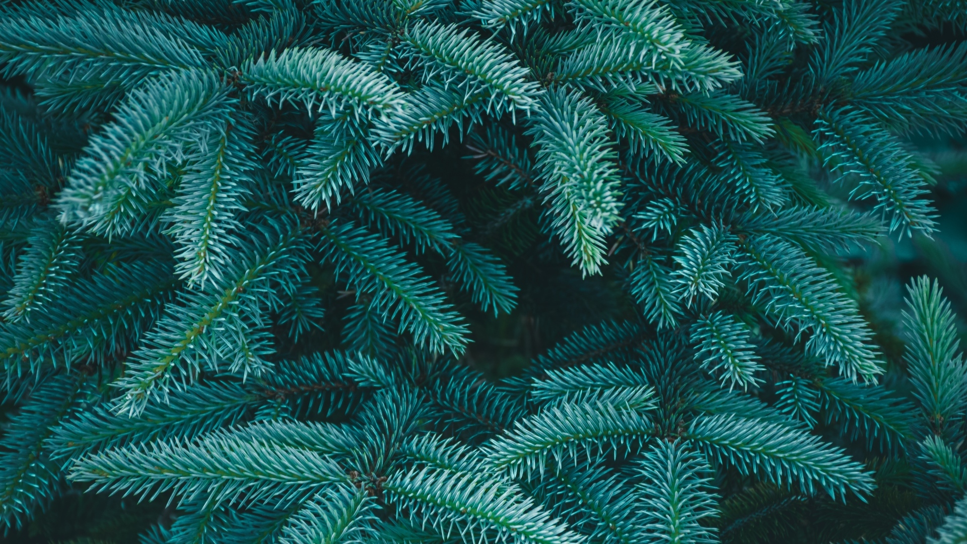 Зеленые колючие ветки ели крупным планом