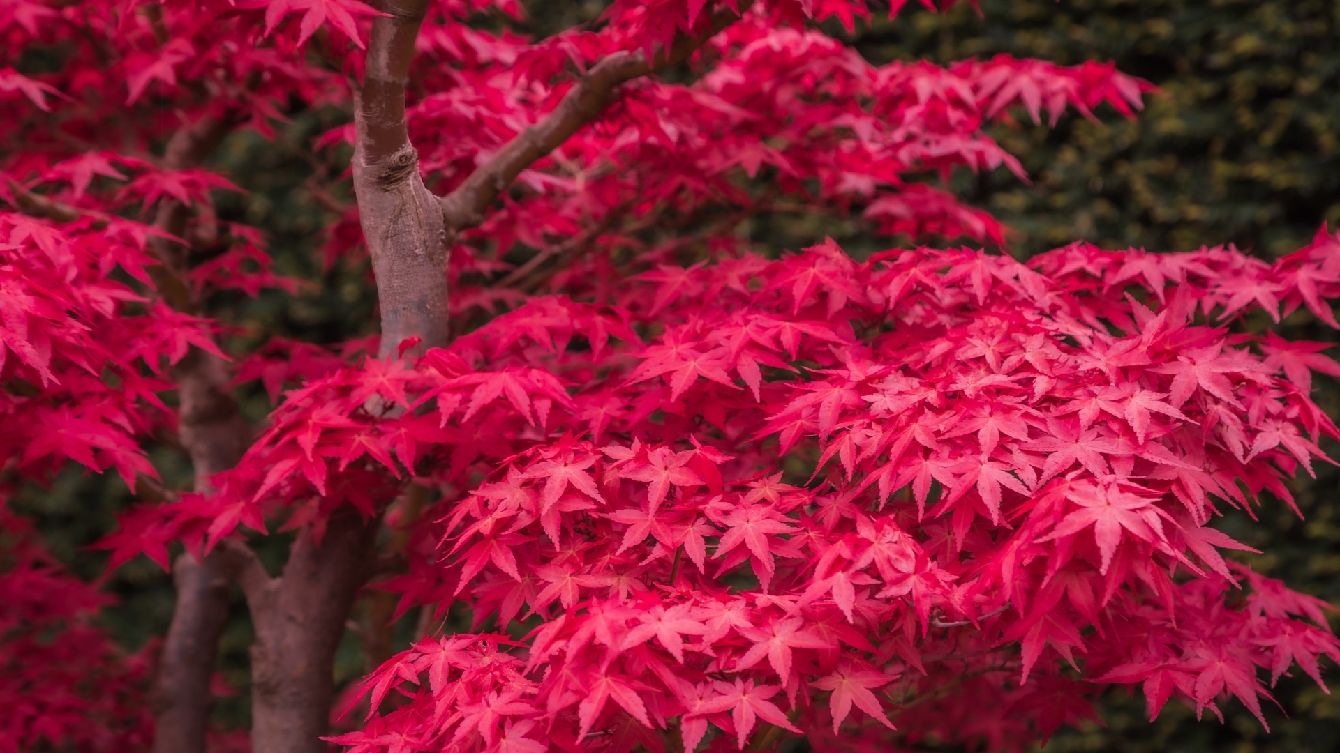 Красные листья клена на дереве осенью