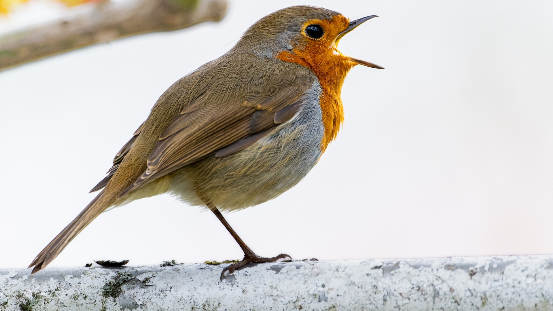 Маленькая европейская малиновка сидит на ветке