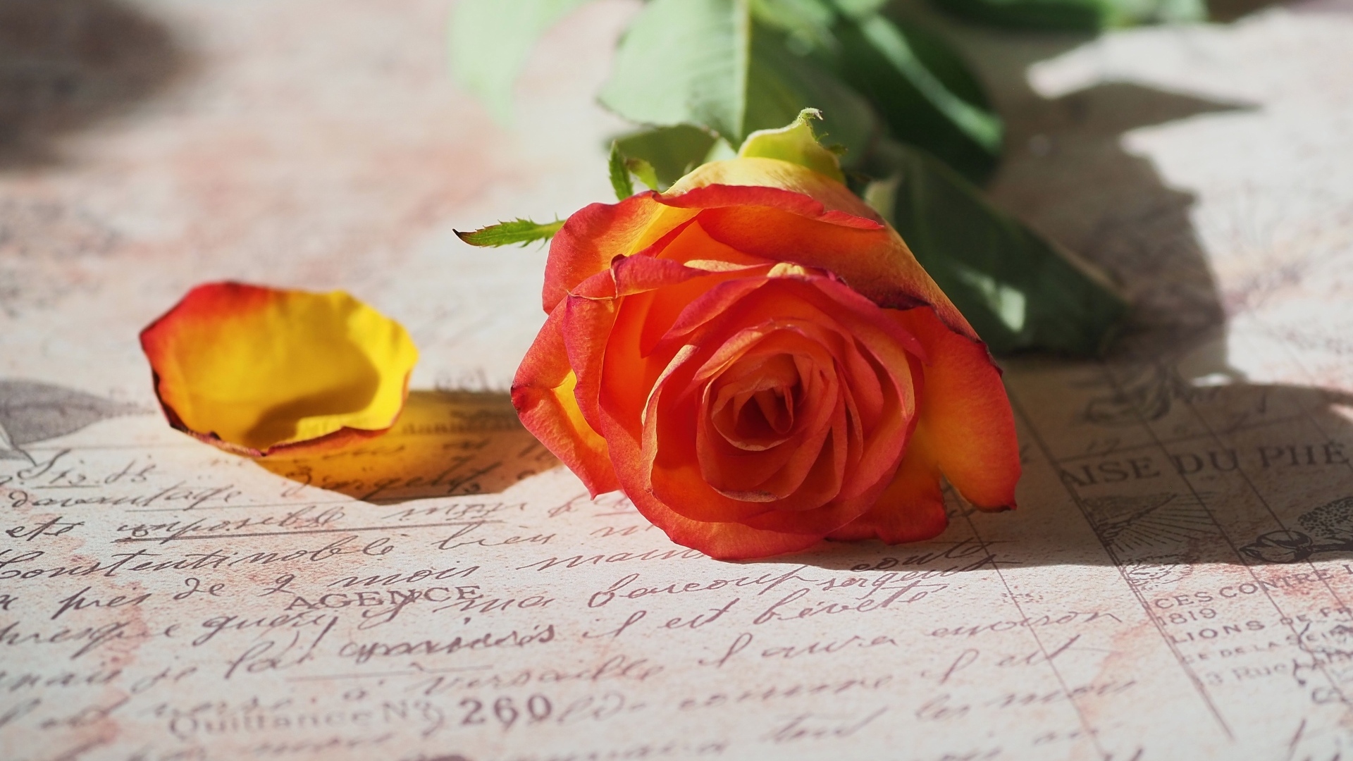 Оранжевая роза лежит на тетради