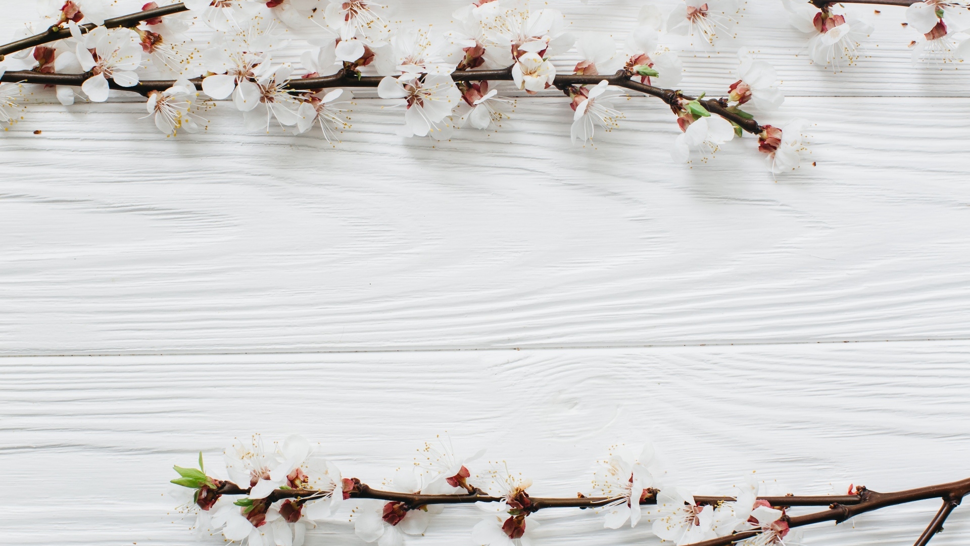 Ветки абрикоса с цветами на белом фоне