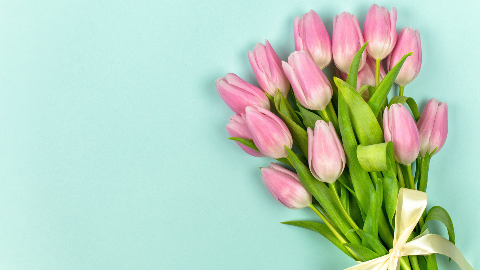 Красивый букет розовых тюльпанов на голубом фоне с лентой