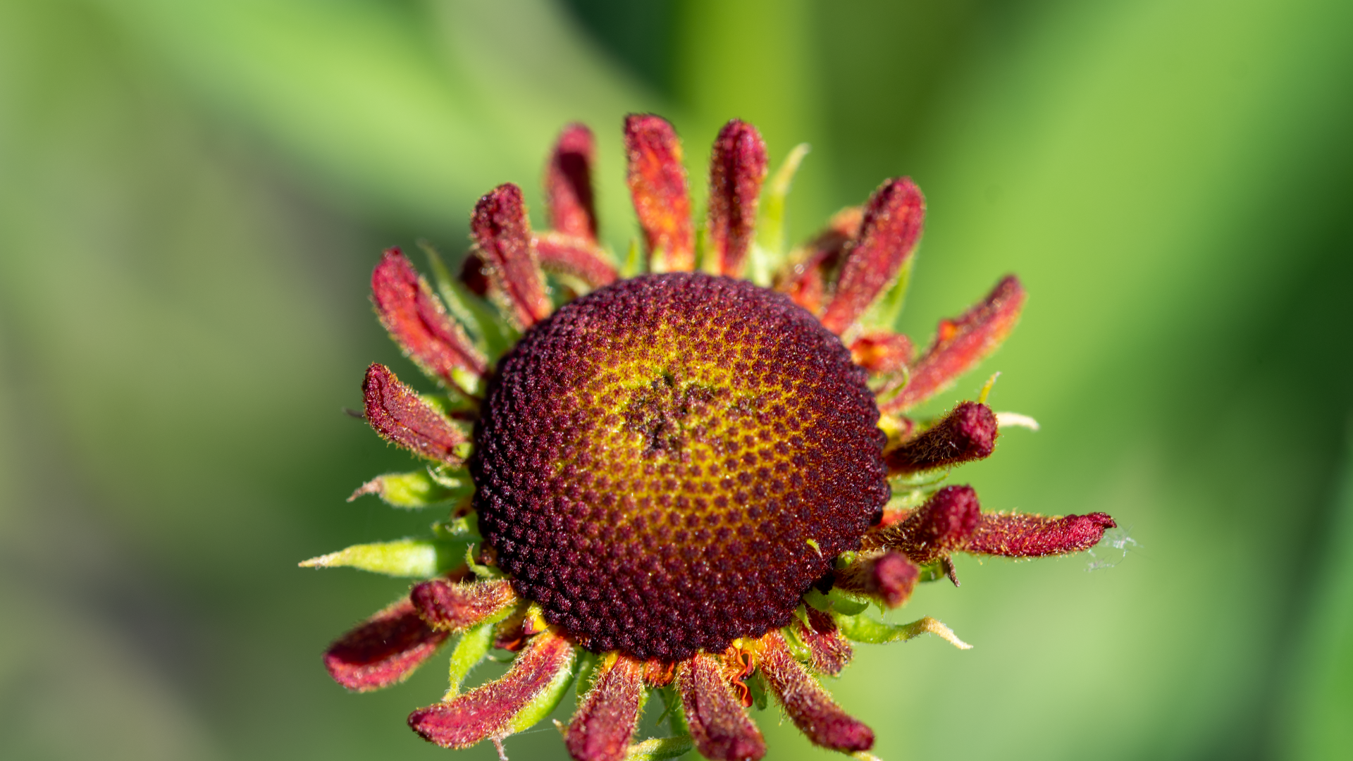 Красивый садовый цветок с маленькими лепестками