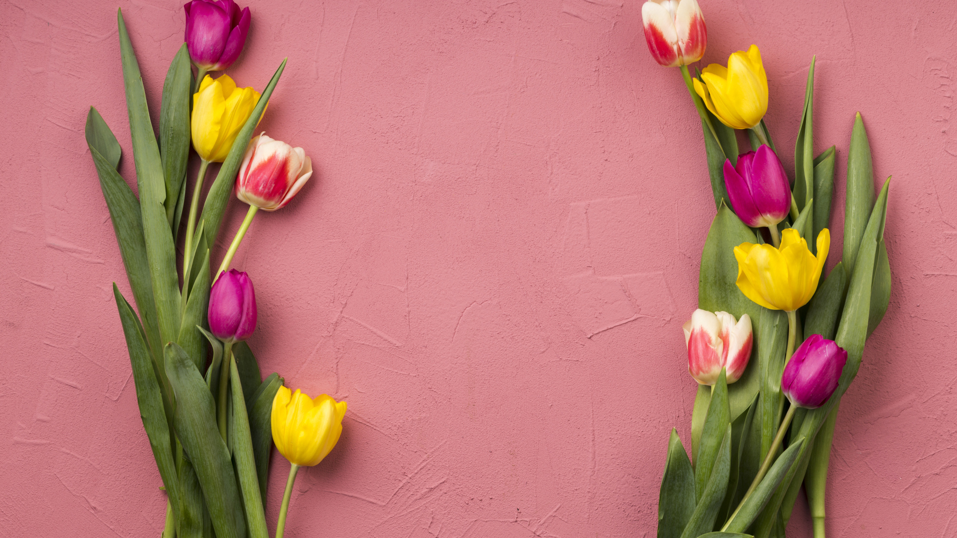 Красивые разноцветные тюльпаны на розовом фоне