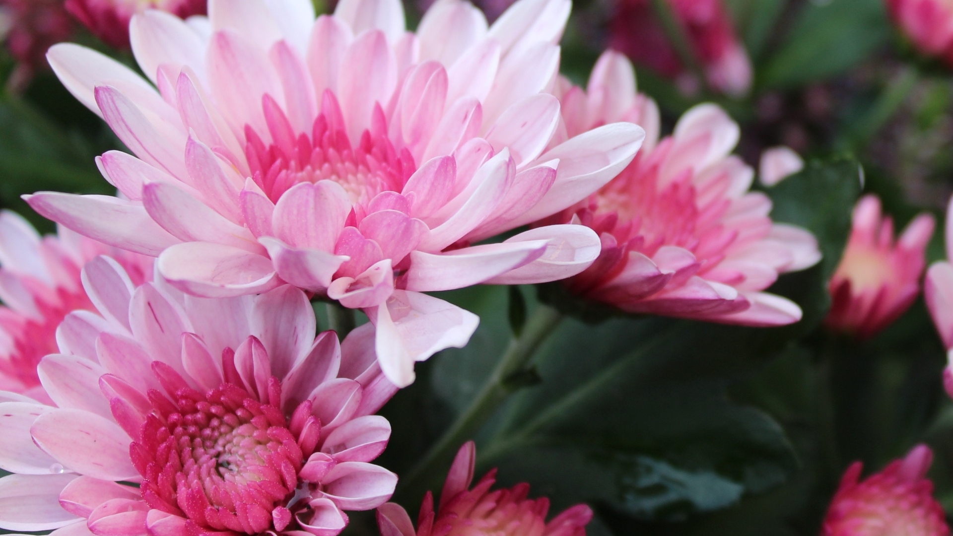 Красивые розовые хризантемы крупным планом осенью