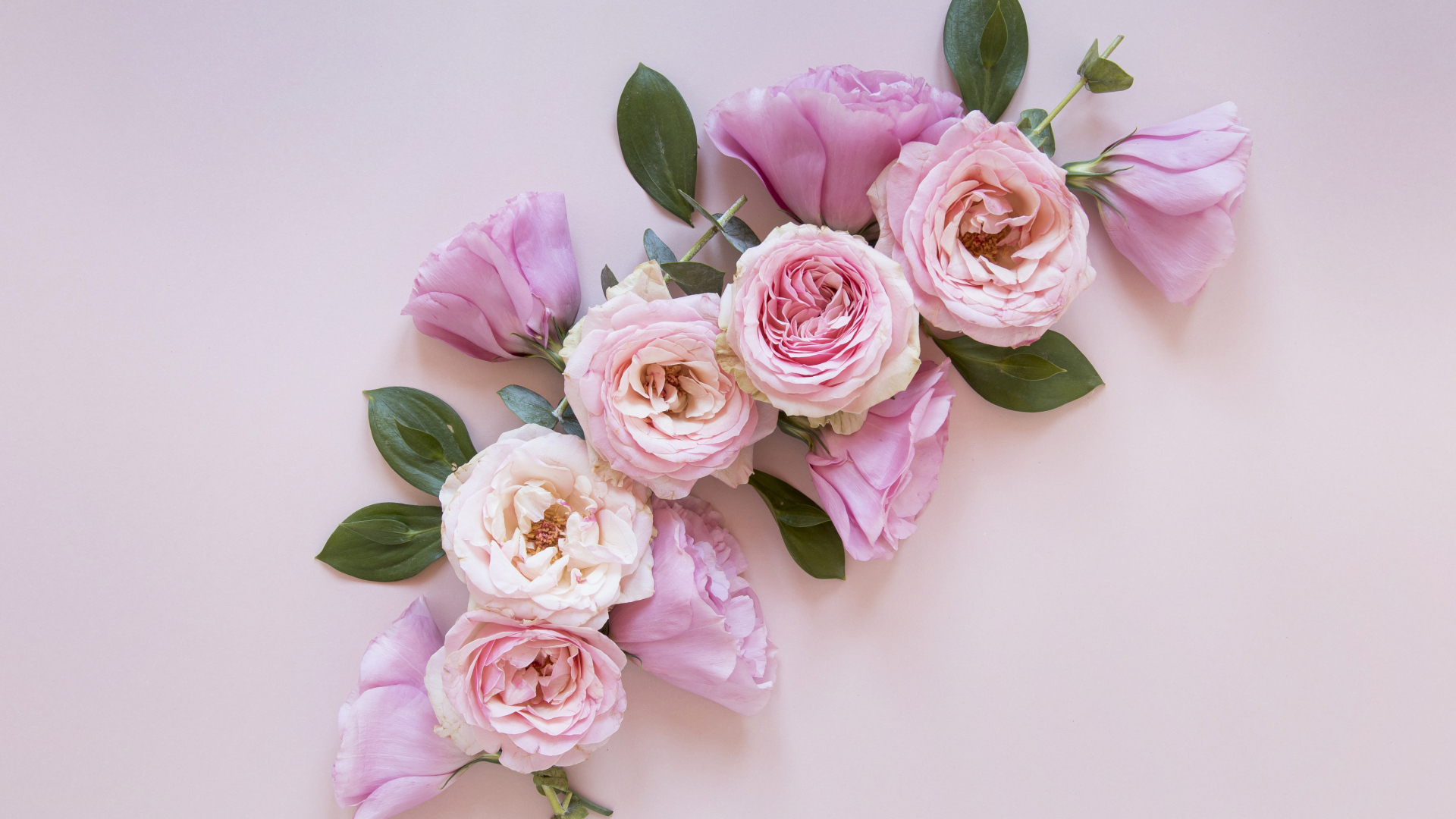 Красивые розовые цветы на сером фоне