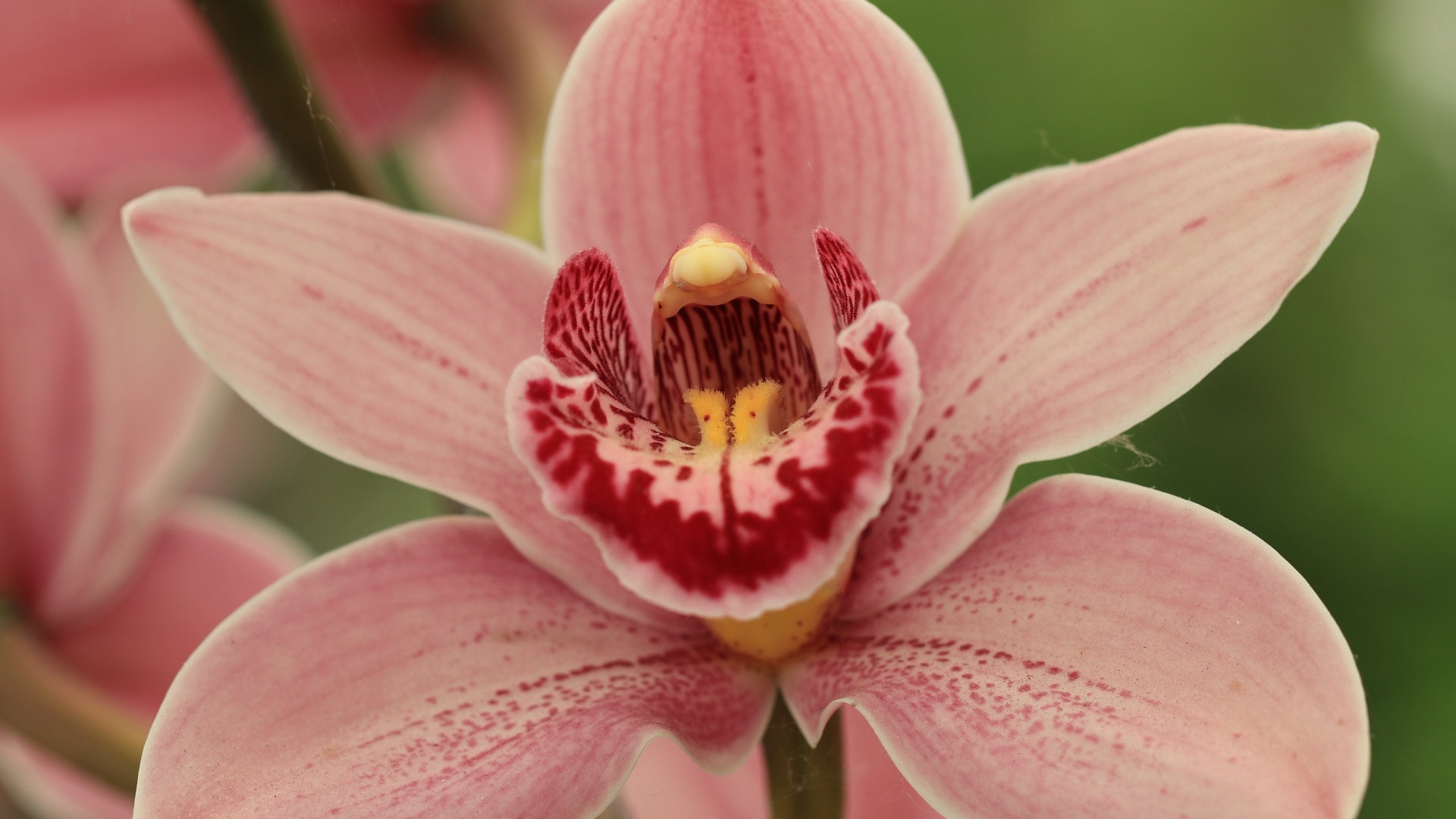 Красивая розовая орхидея фаленопсис крупным планом