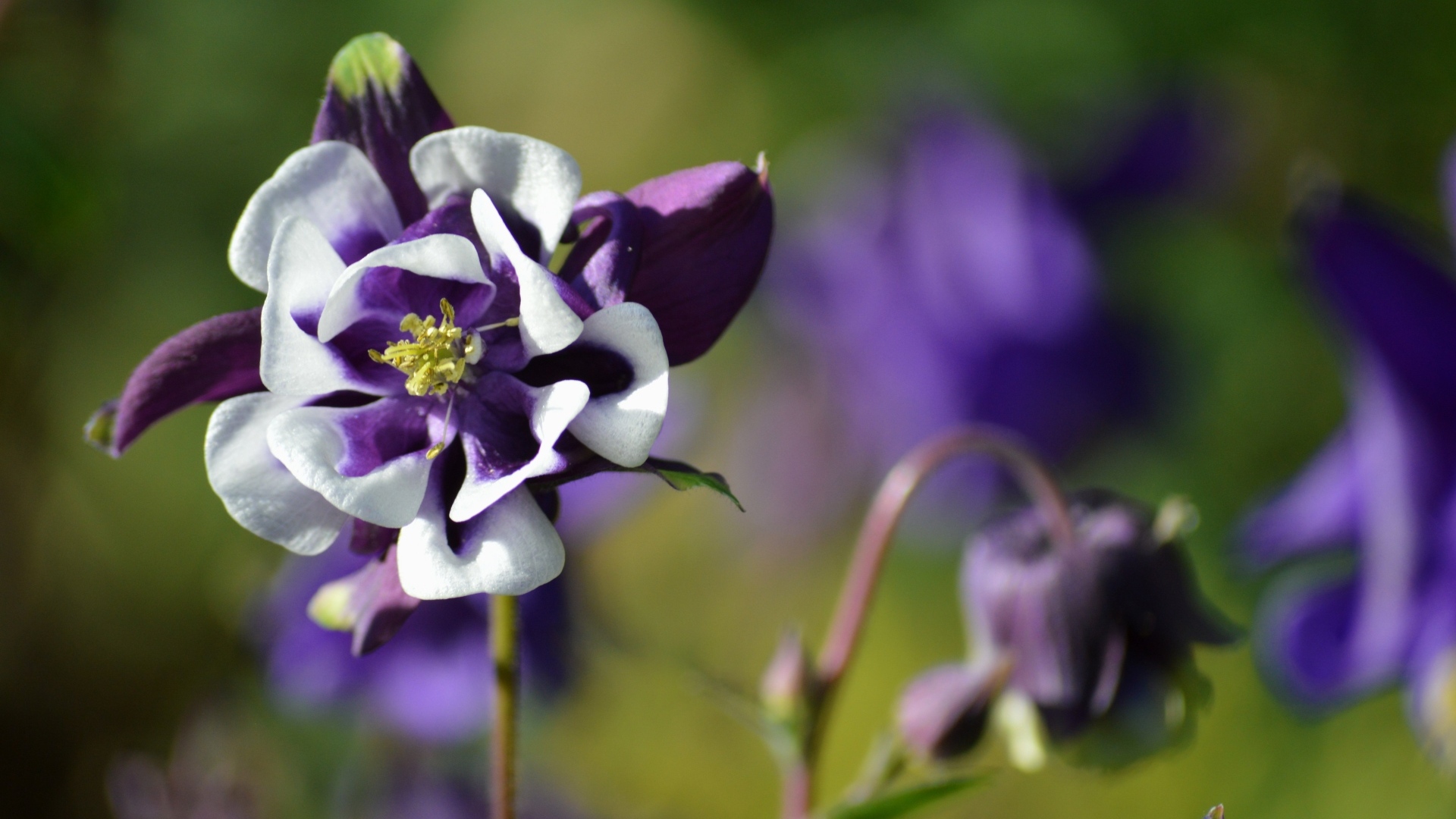 Красивый фиолетовый с белым цветок водосбора