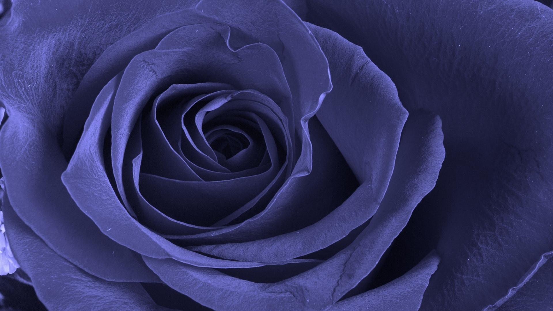 Красивая фиолетовая роза крупным планом