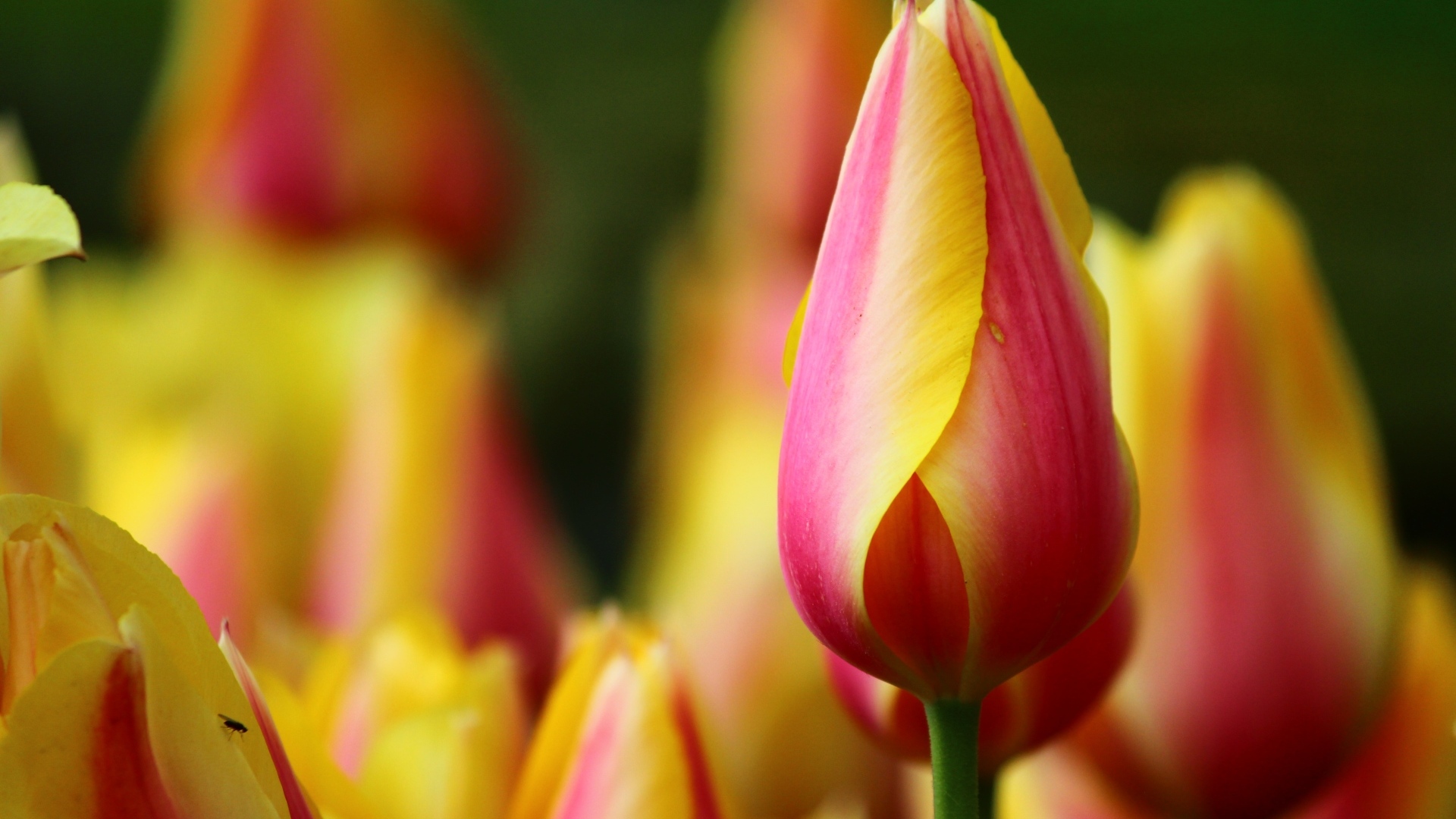 Красивый красный тюльпан с желтыми краями на лепестках