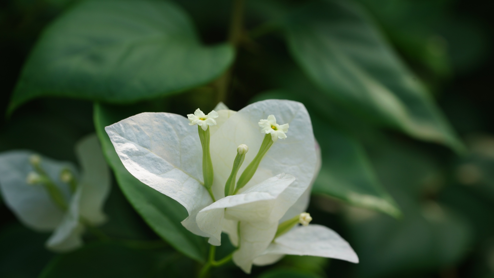 Красивый белый цветок бугенвиллия