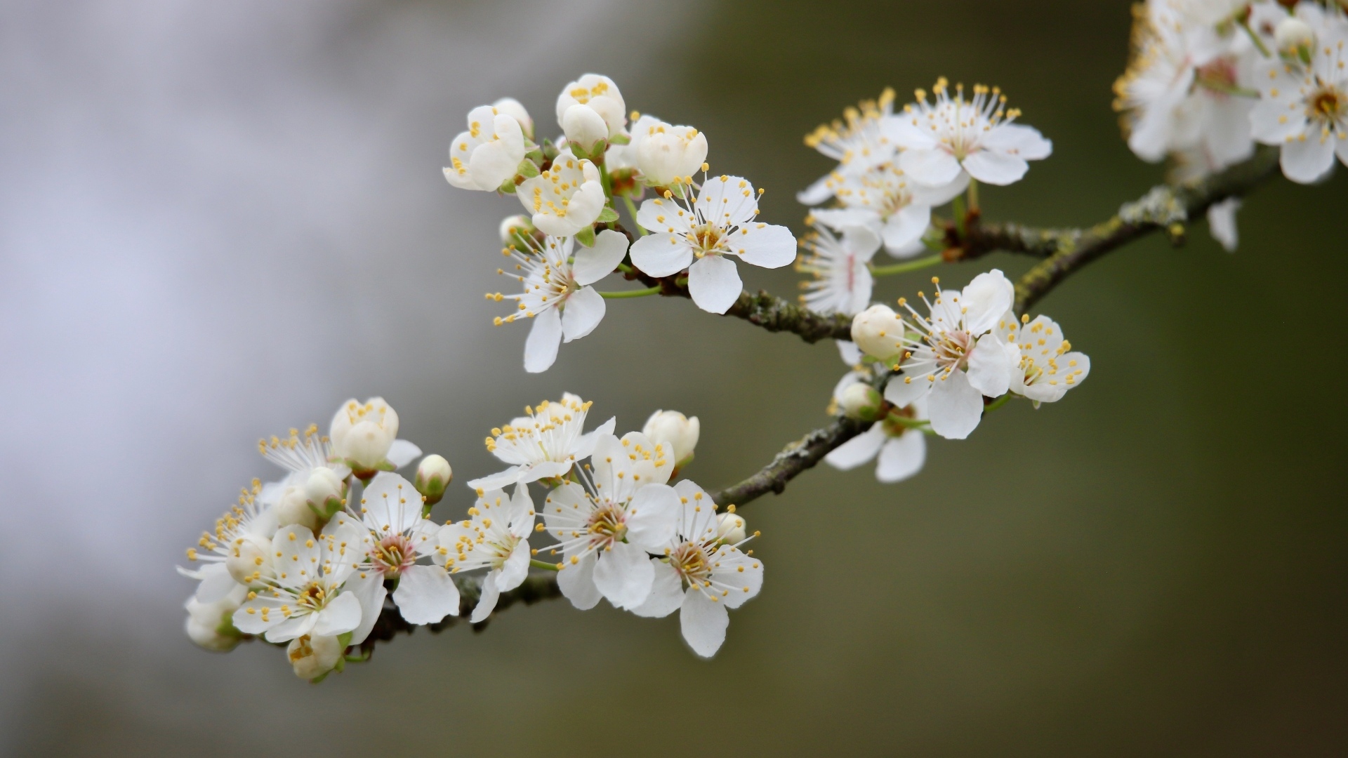 Цветущая ветка вишни весной крупным планом